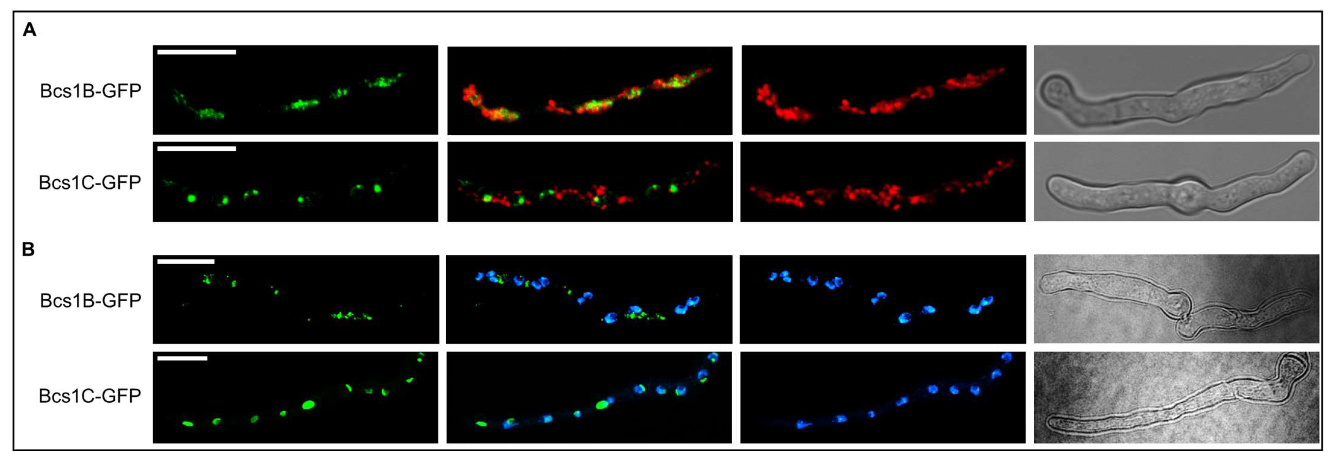 Jof 09 01074 g005 Jof 09 01074 g005