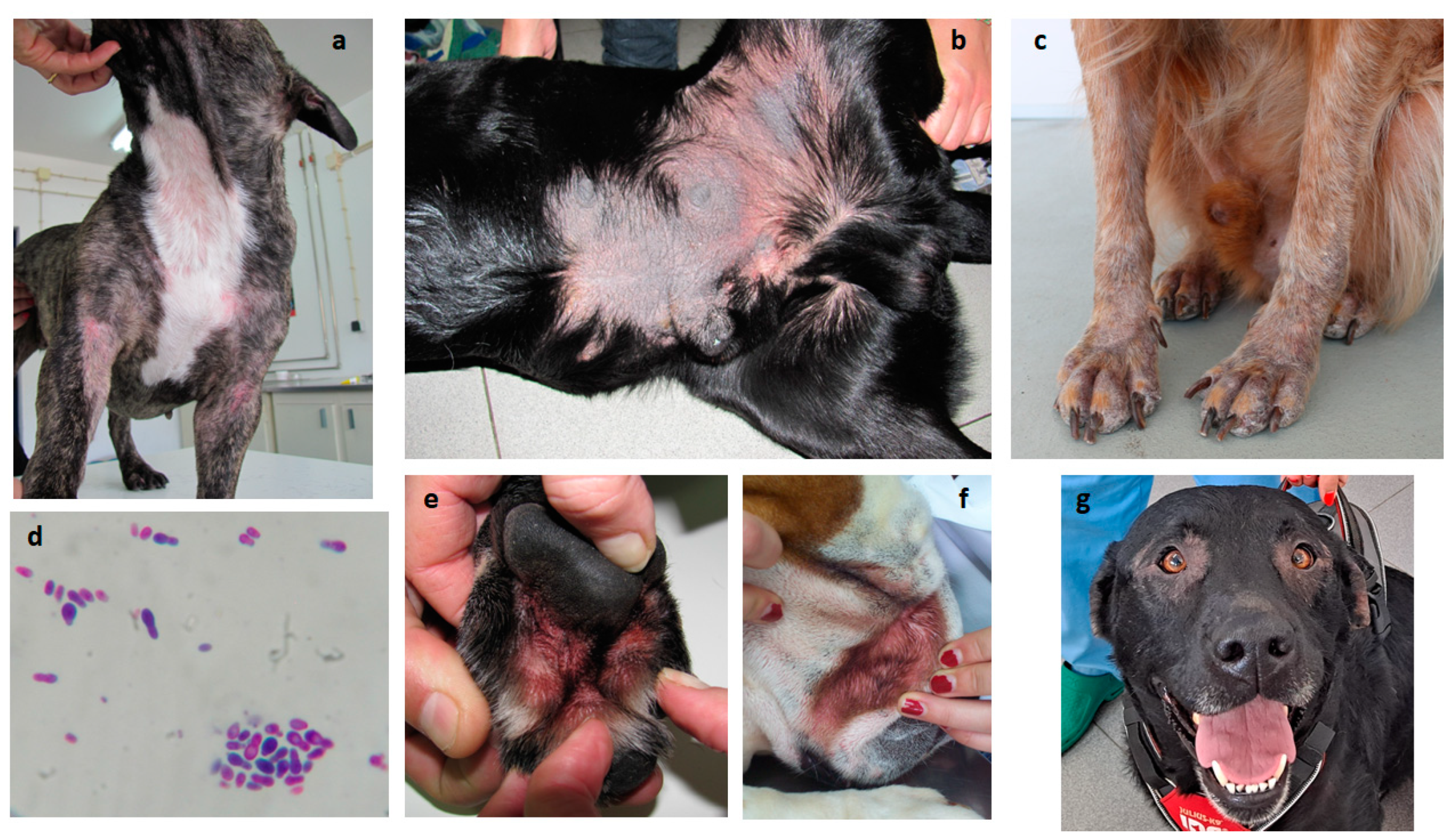 Survey of Sensitization to Common Fungi in an Allergic Dog Population The Need for Further Focus on Sensitization and Allergy to Fungi in Veterinary Medicine