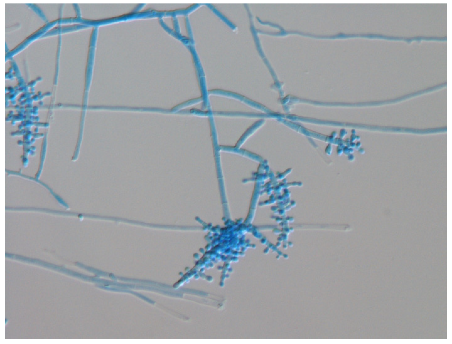 Jof 09 01122 g006 Jof 09 01122 g006