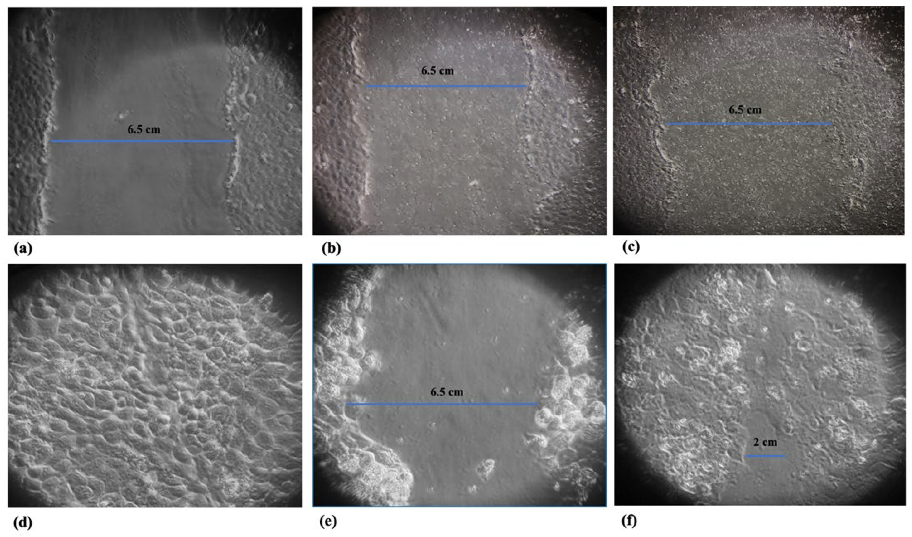 Jof 09 01153 g003 Jof 09 01153 g003