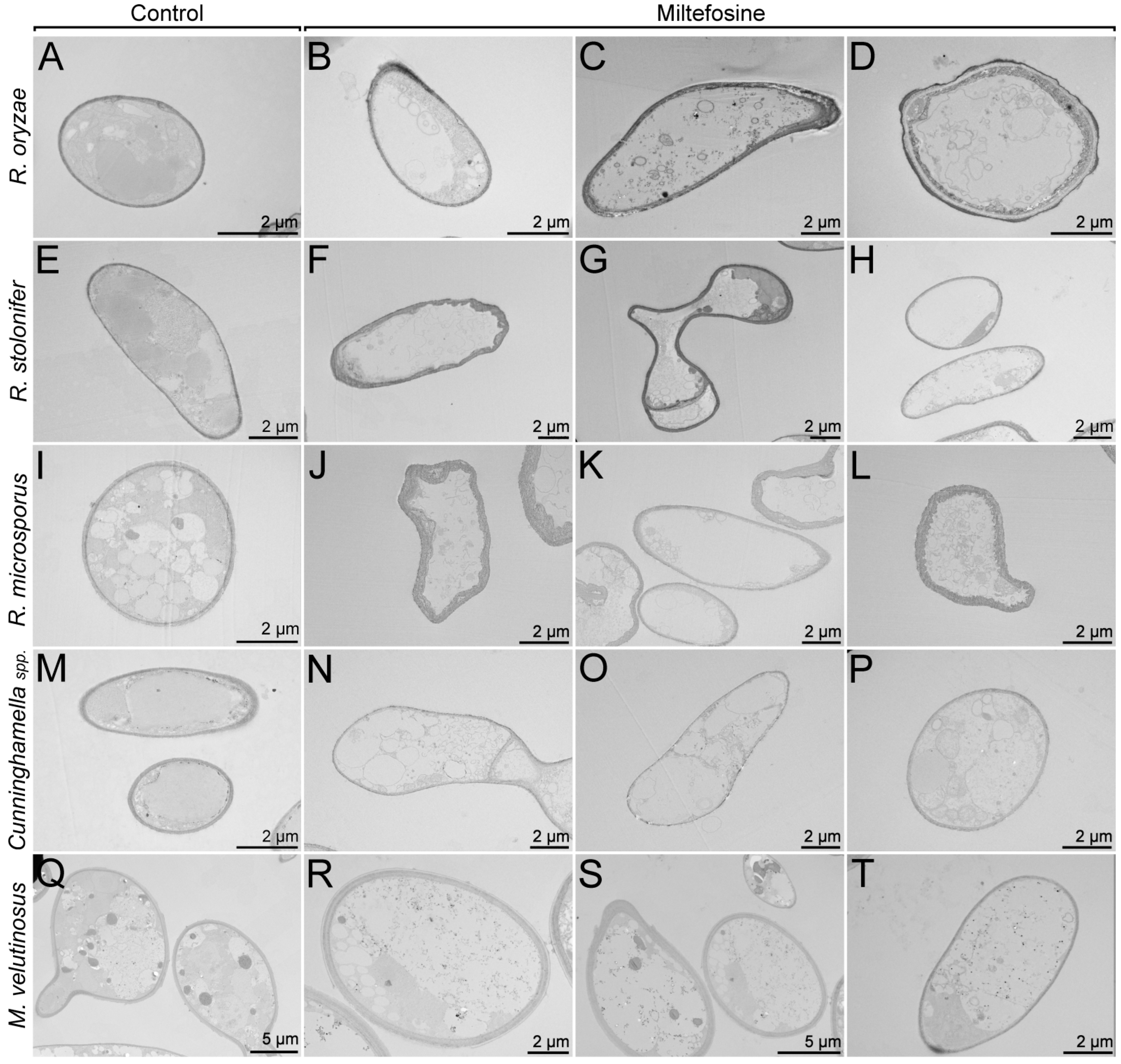 Jof 09 01166 g004 Jof 09 01166 g004