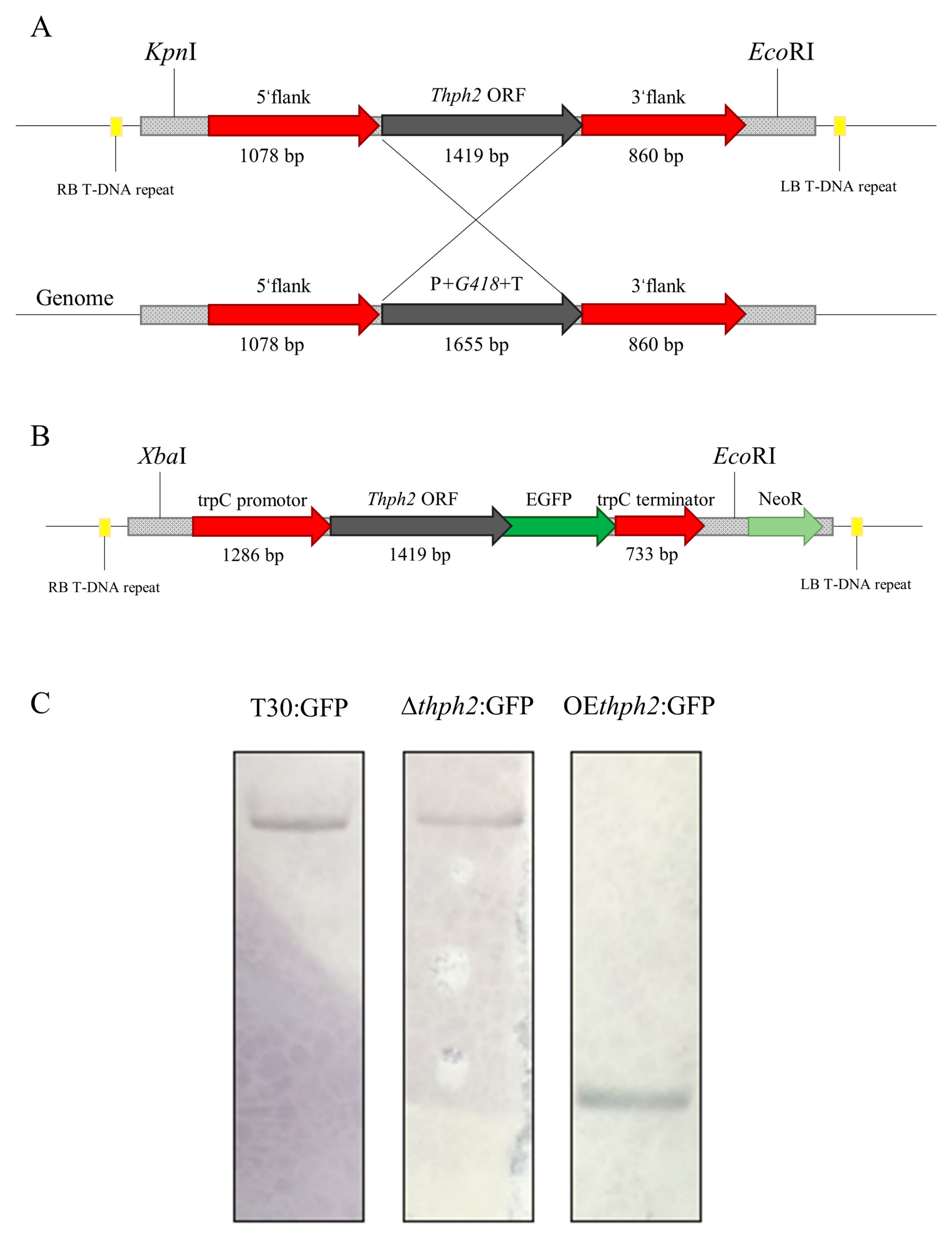 Jof 09 01168 g001 Jof 09 01168 g001