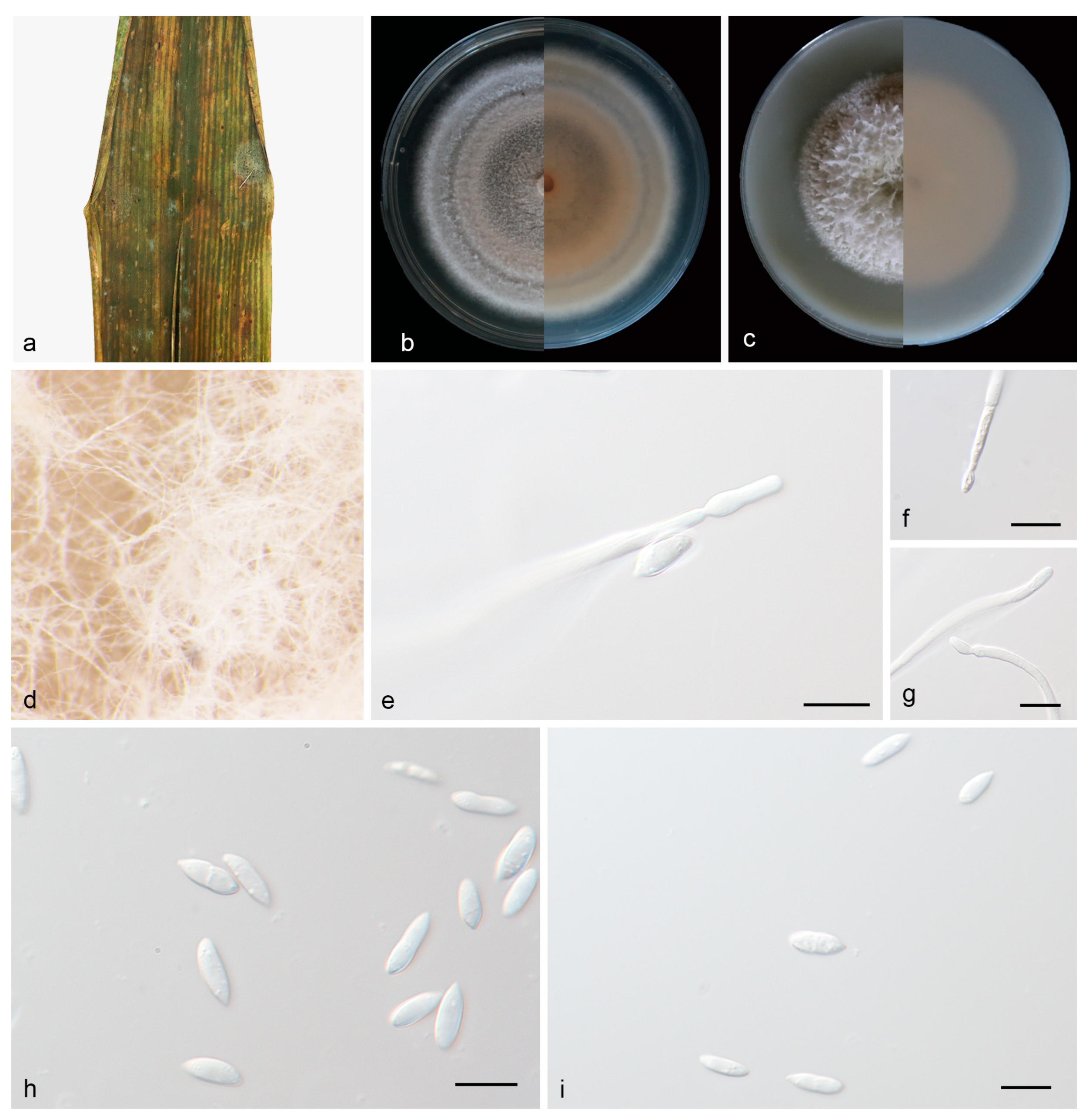 Three New Species of Microdochium (Microdochiaceae