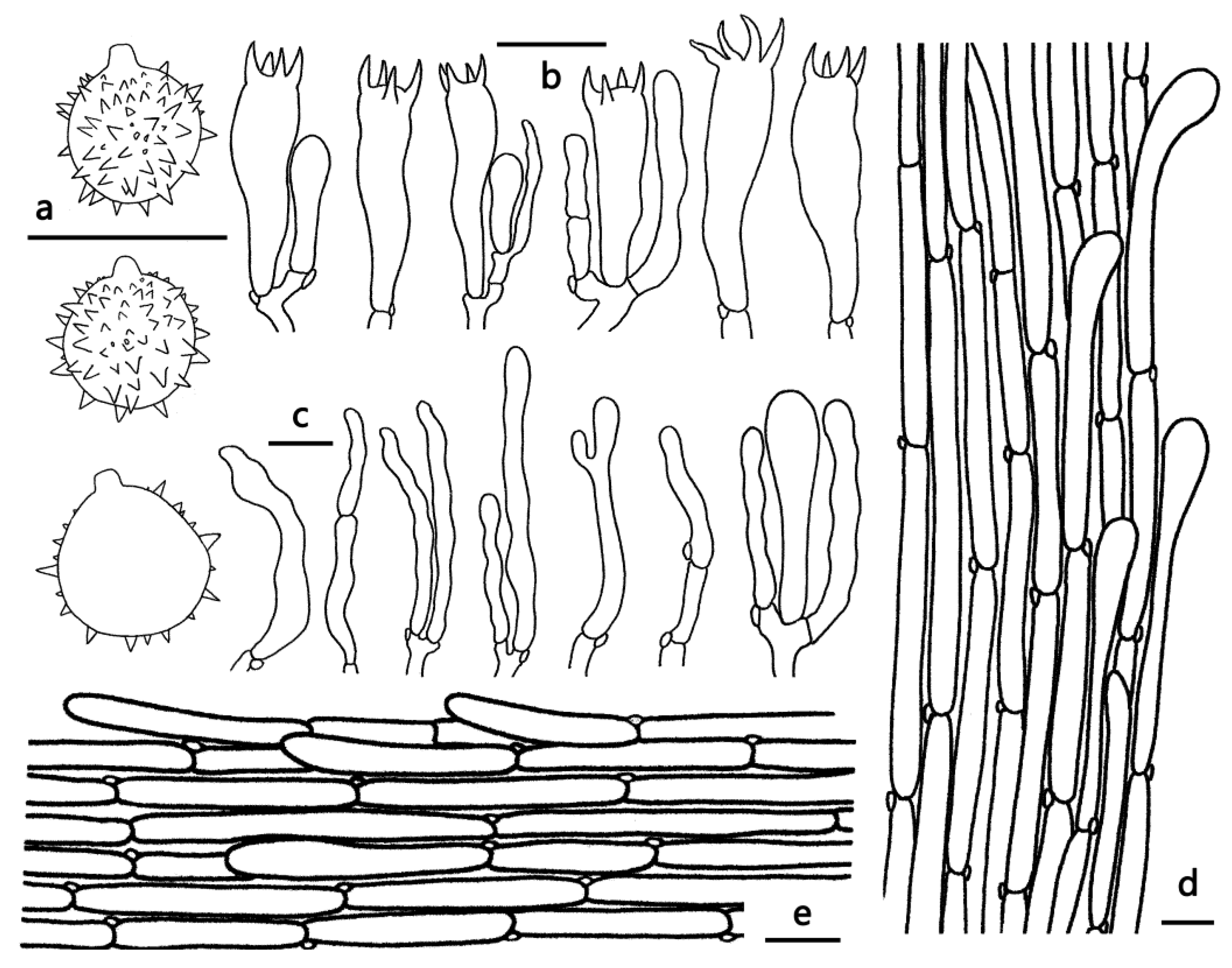 Jof 09 01179 g005 Jof 09 01179 g005