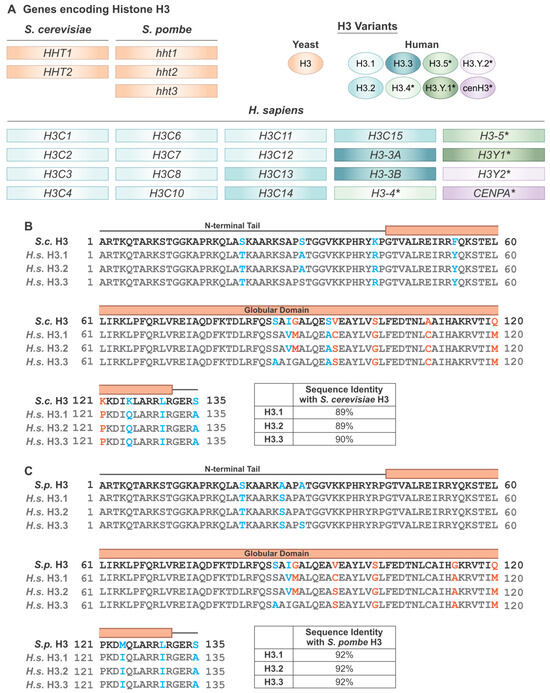 Pan-cancer atlas of somatic core and linker histone mutations