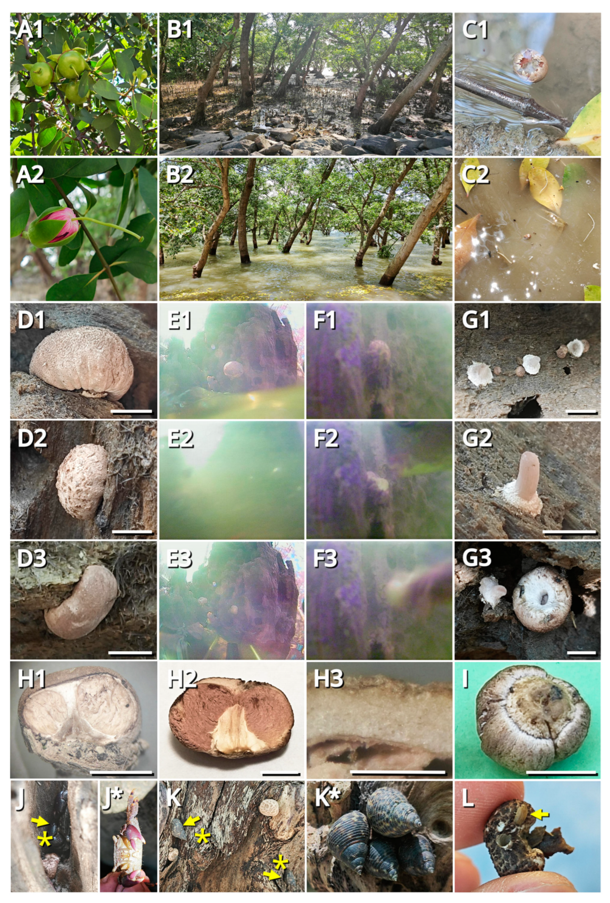 Jof 09 01204 g001 Jof 09 01204 g001