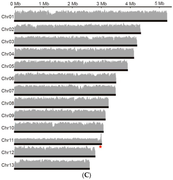Telomere-to-Telomere Genome Assembly of Tibetan Medicinal