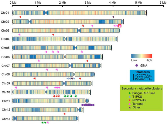 Telomere-to-Telomere Genome Assembly of Tibetan Medicinal