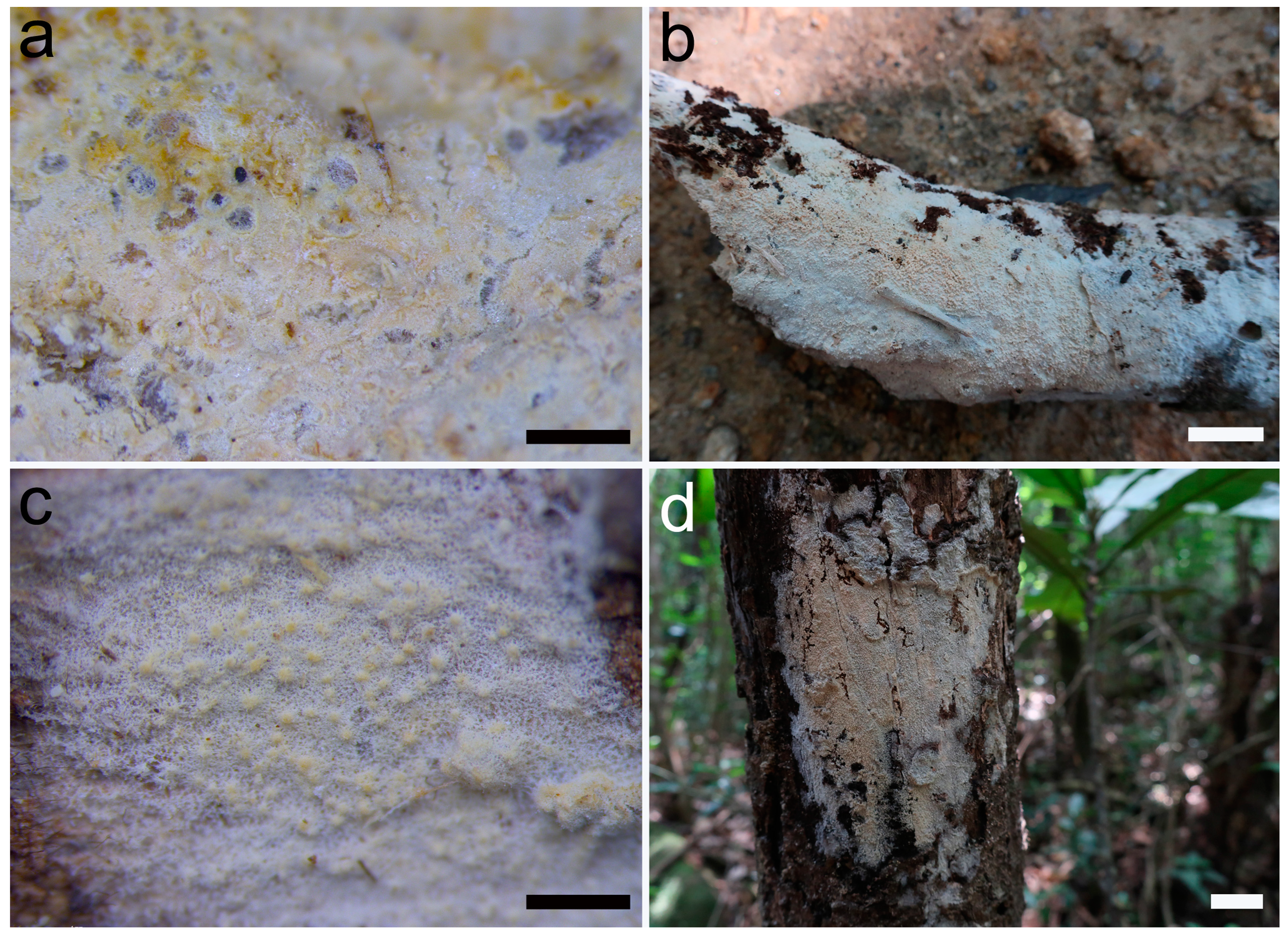 Jof 10 00022 g002 Jof 10 00022 g002