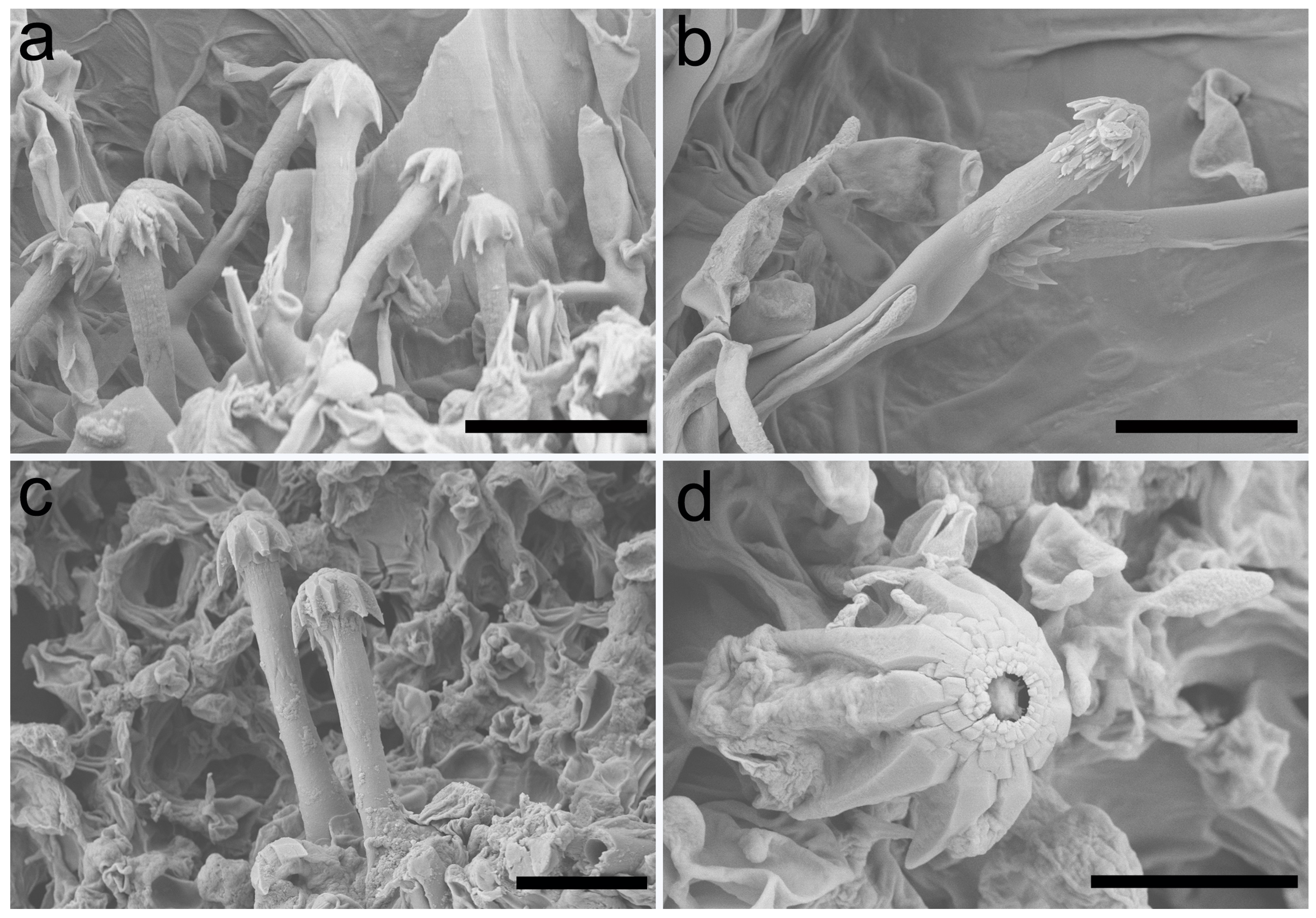 Jof 10 00022 g003 Jof 10 00022 g003