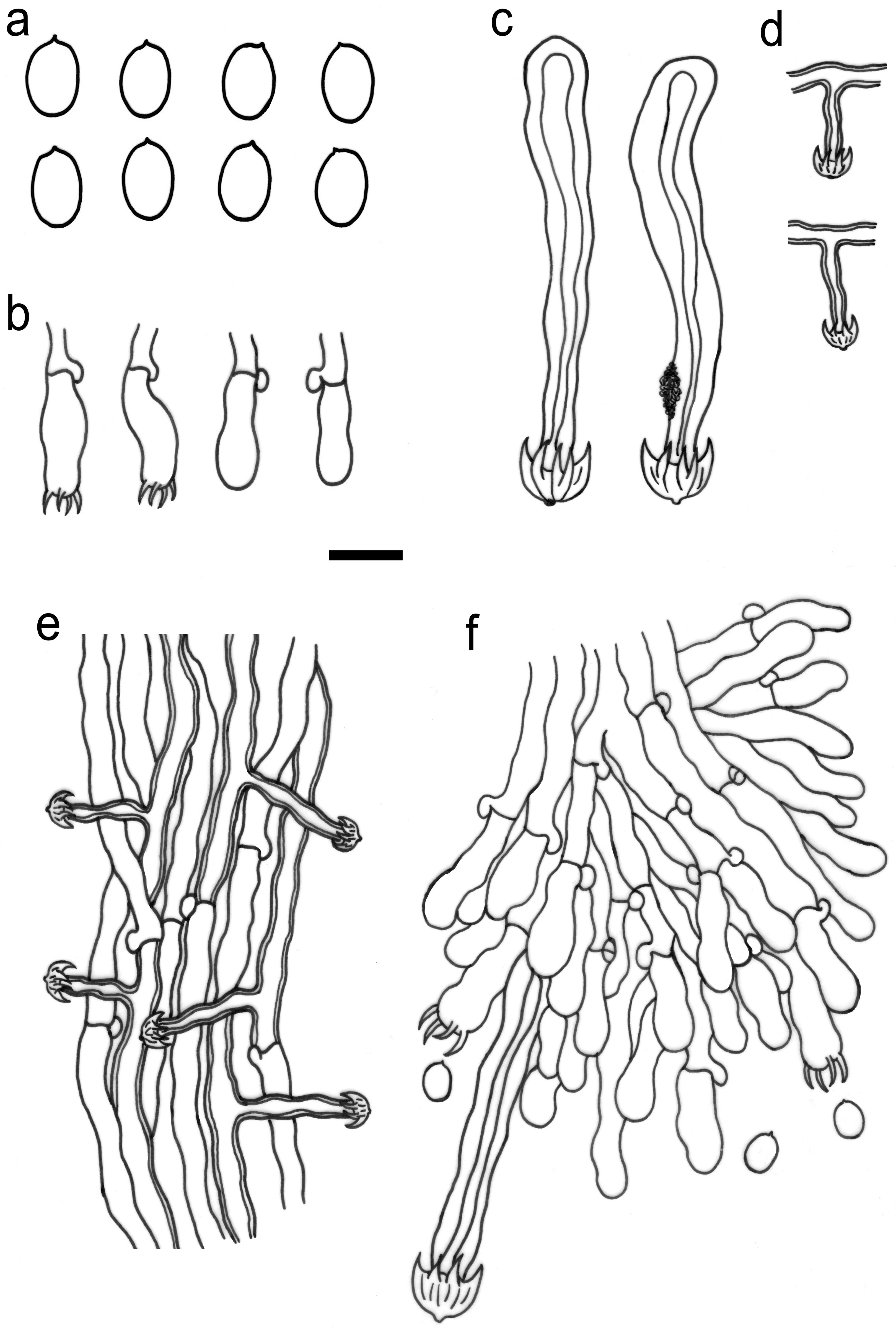Jof 10 00022 g004 Jof 10 00022 g004