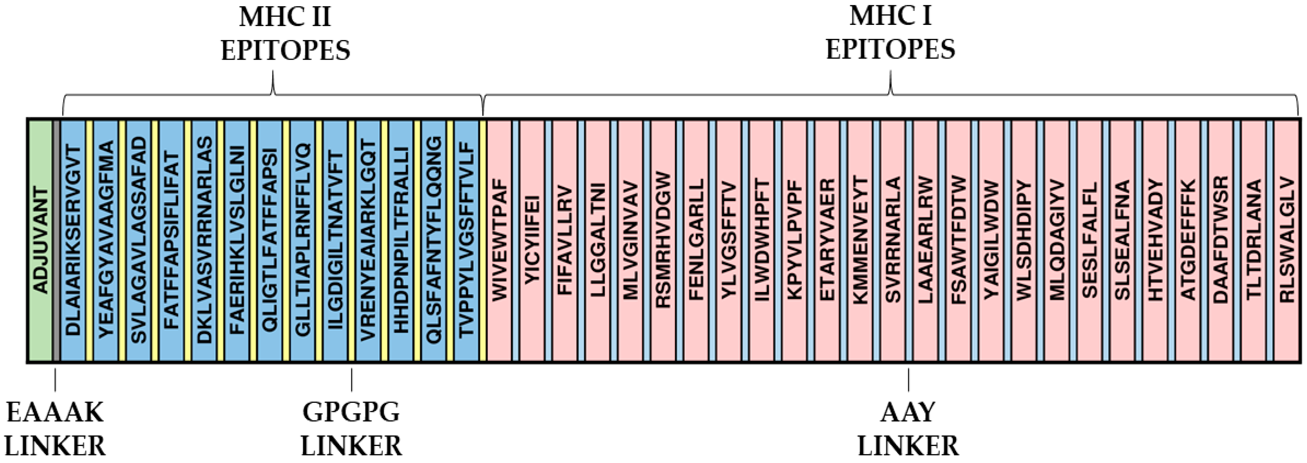 Design of a Multi-Epitope Vaccine against Histoplasma capsulatum ...