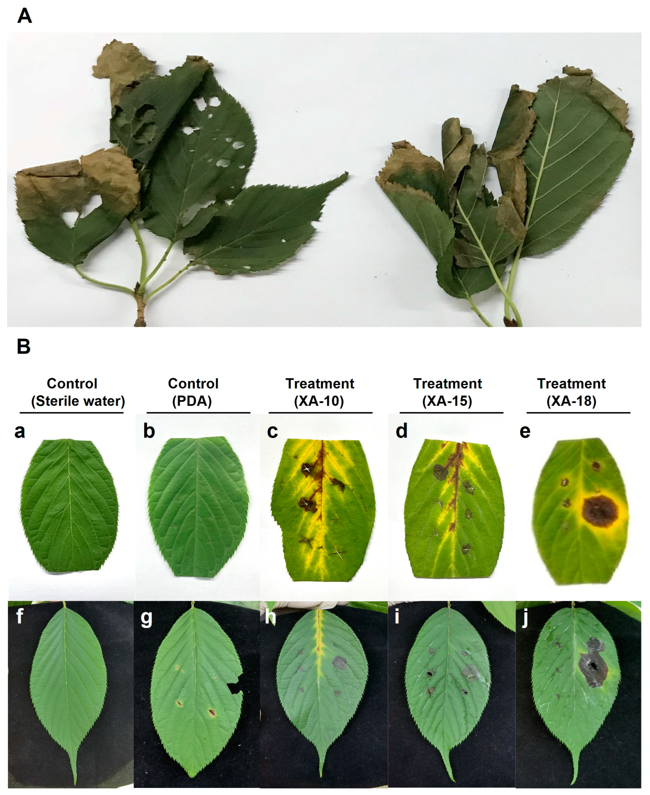 Identification and Biological Characteristics of Mortierella