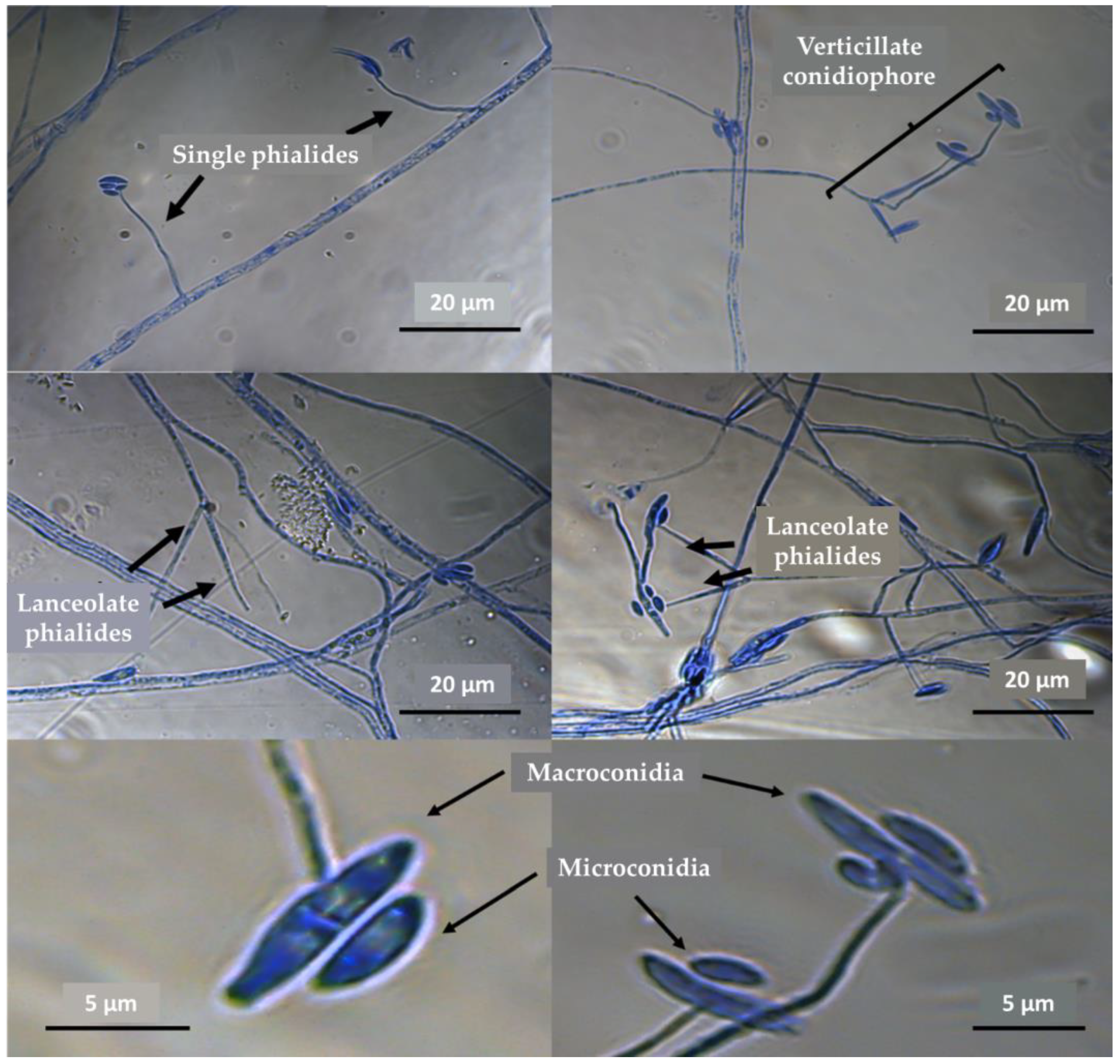 Jof 10 00056 g003 Jof 10 00056 g003