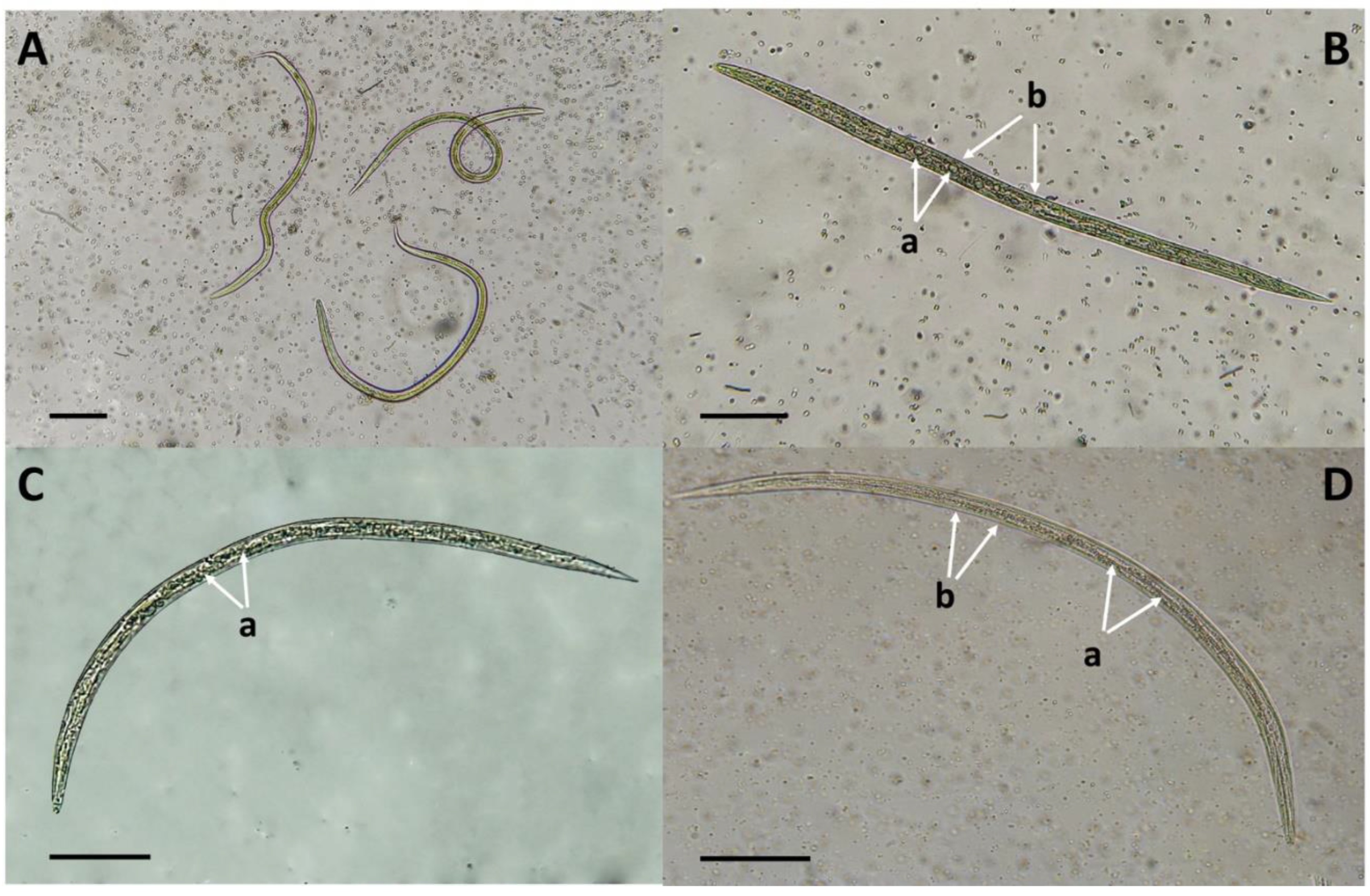 Jof 10 00056 g006 Jof 10 00056 g006