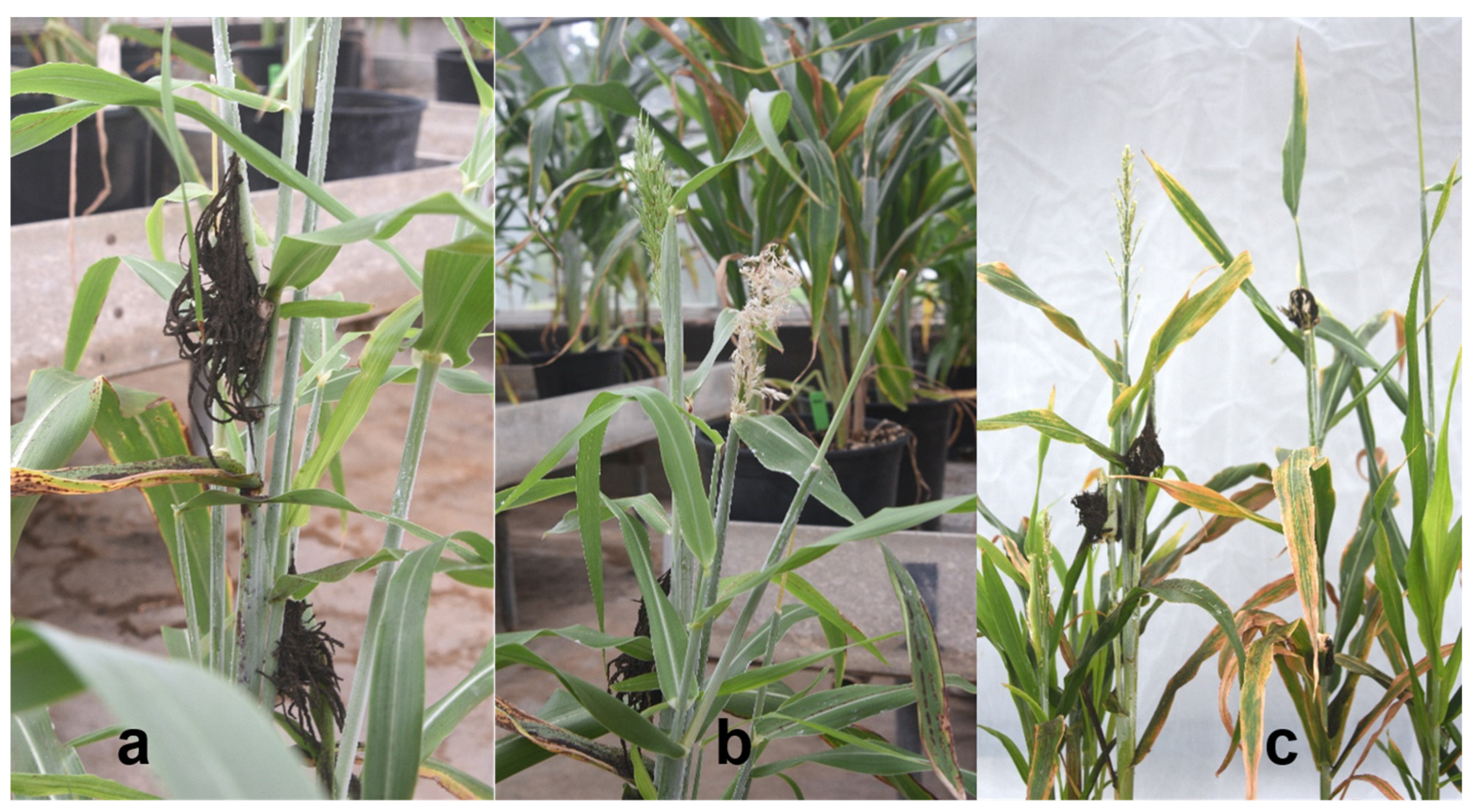 Jof 10 00062 g002 Jof 10 00062 g002