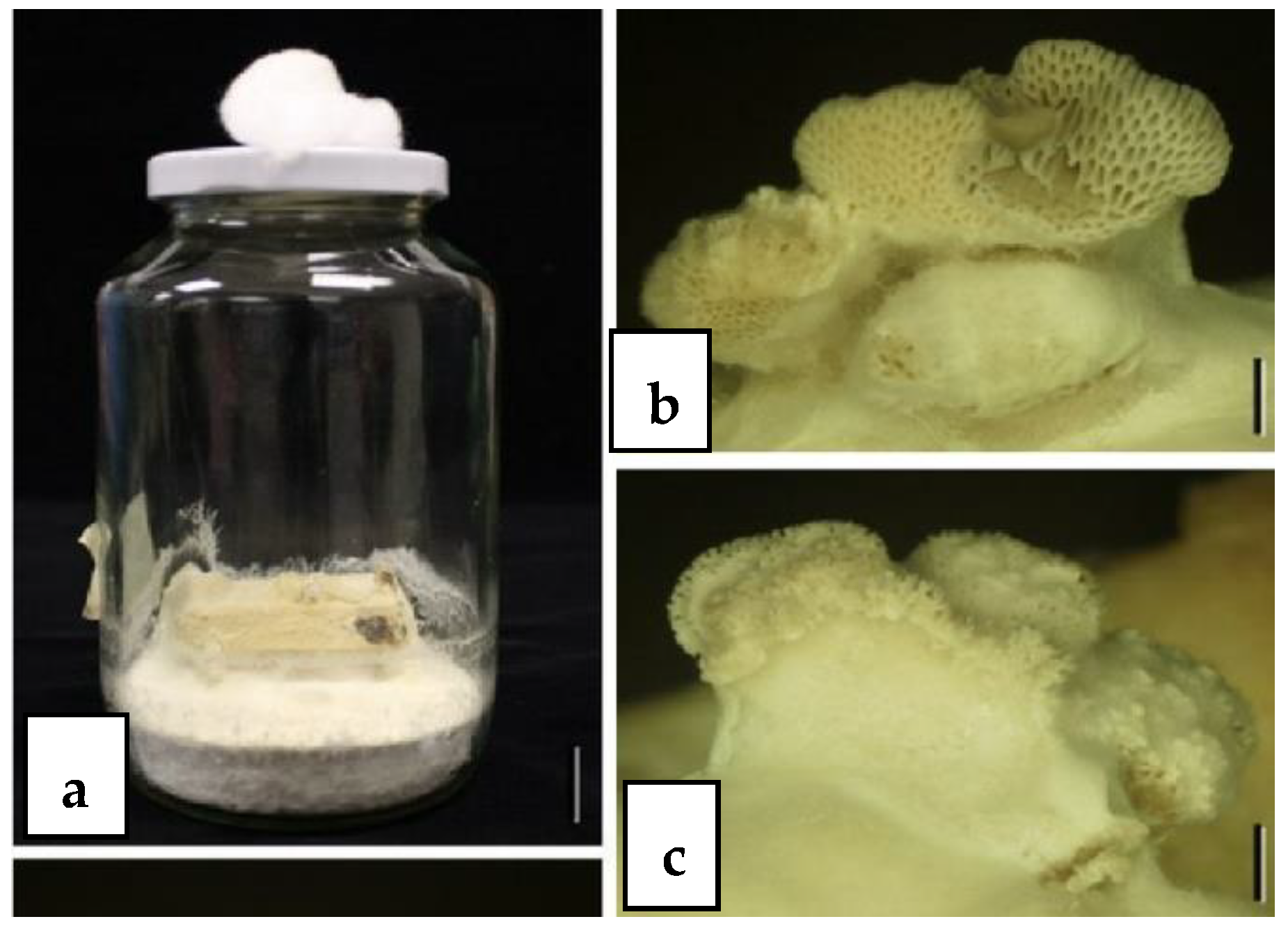 Jof 10 00067 g001 Jof 10 00067 g001