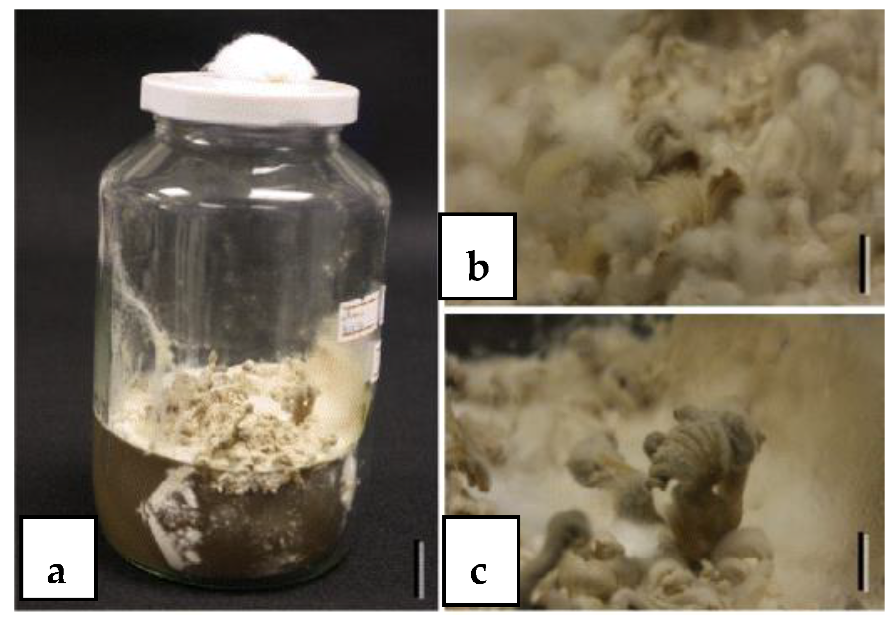 Jof 10 00067 g002 Jof 10 00067 g002