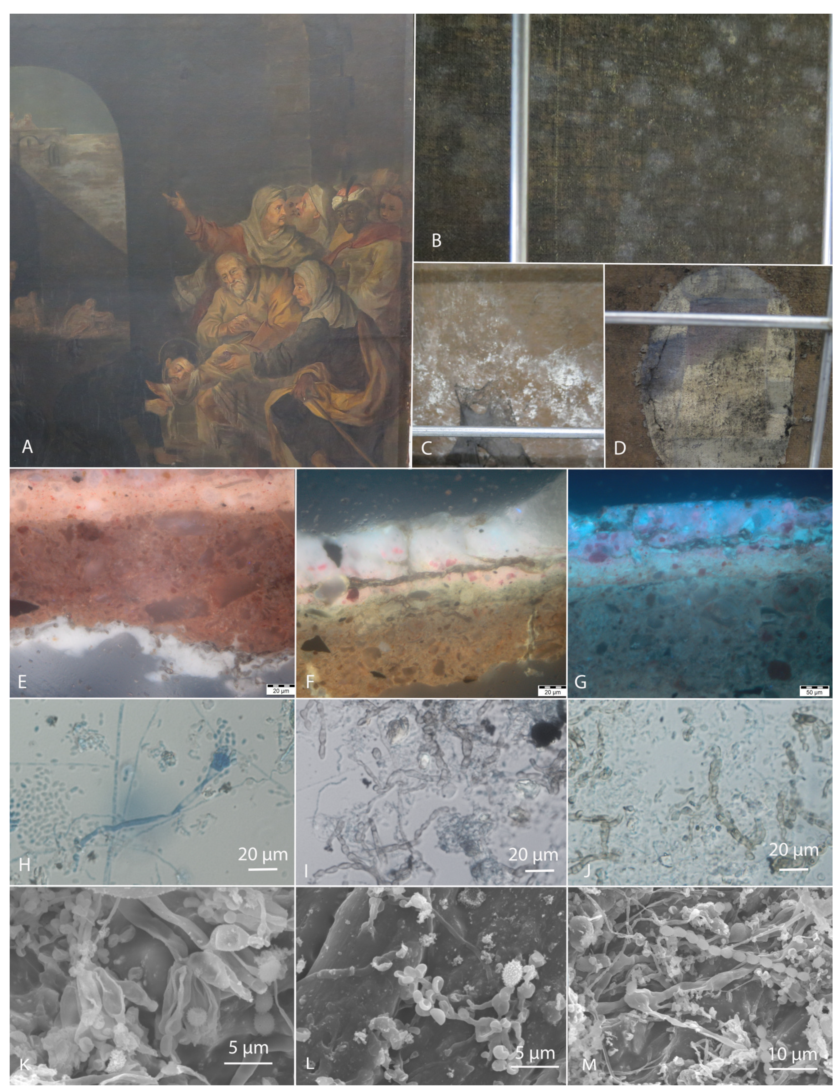 Degradation Potential of Xerophilic and Xerotolerant Fungi 