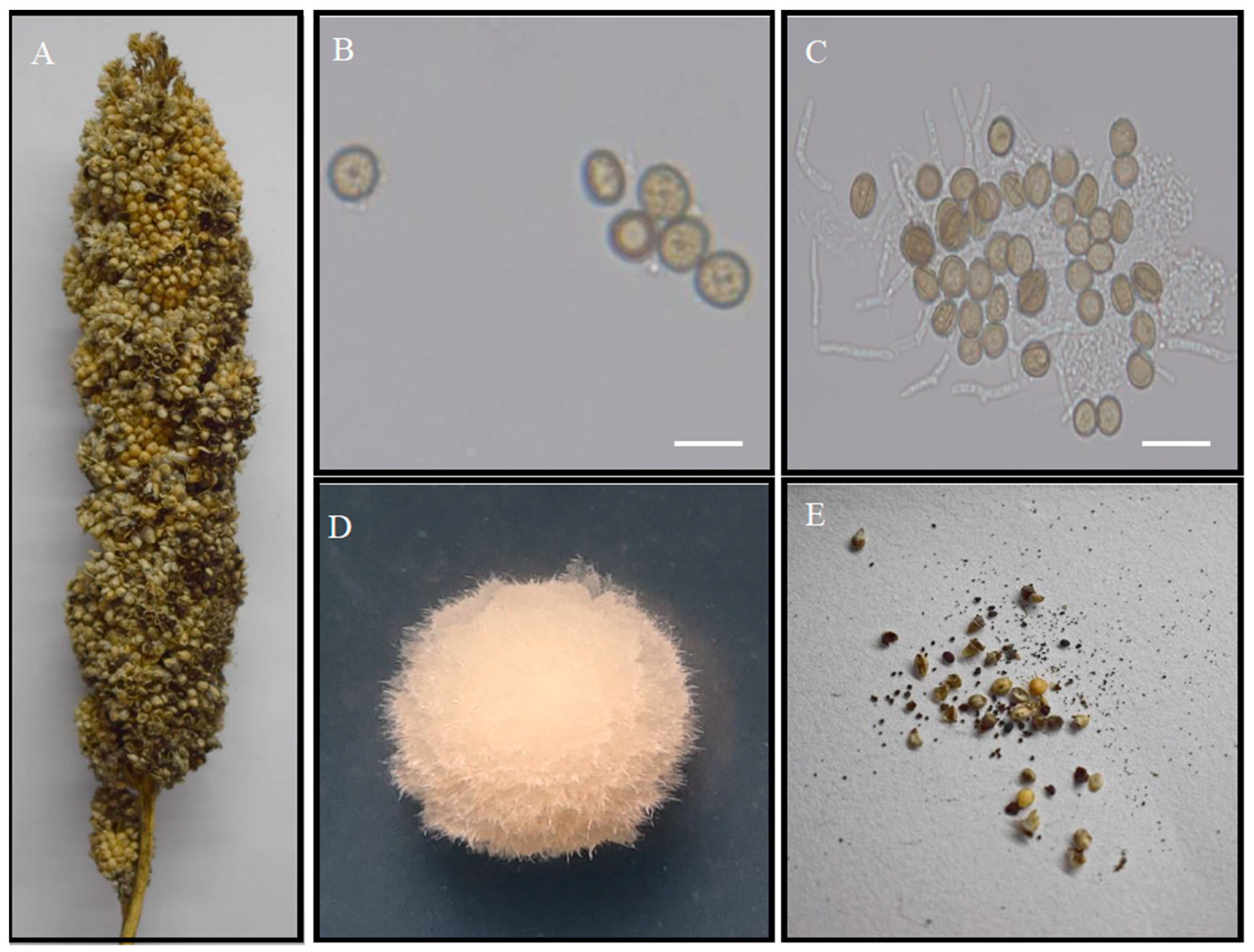 Jof 10 00082 g001 Jof 10 00082 g001