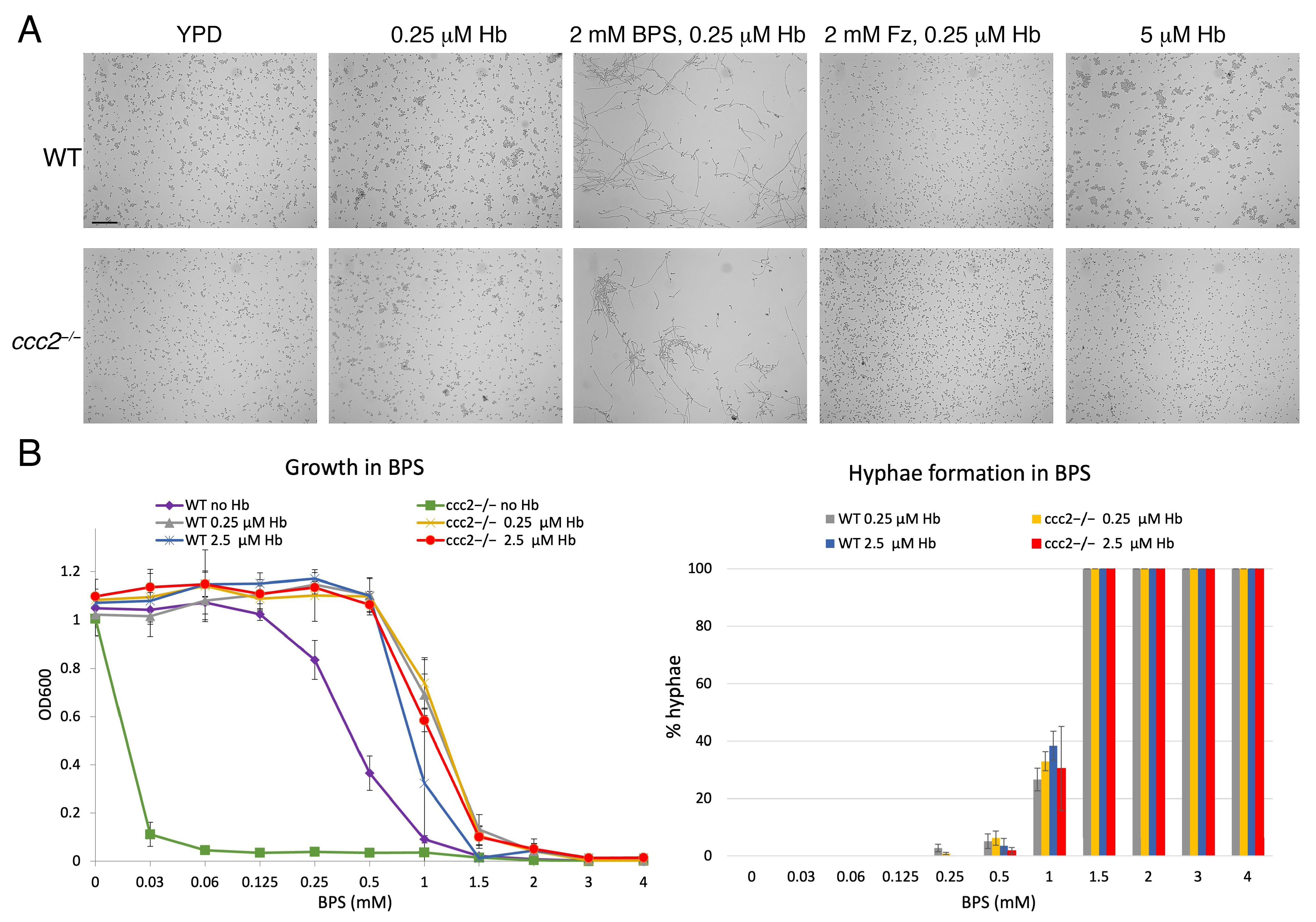 Jof 10 00083 g001 Jof 10 00083 g001