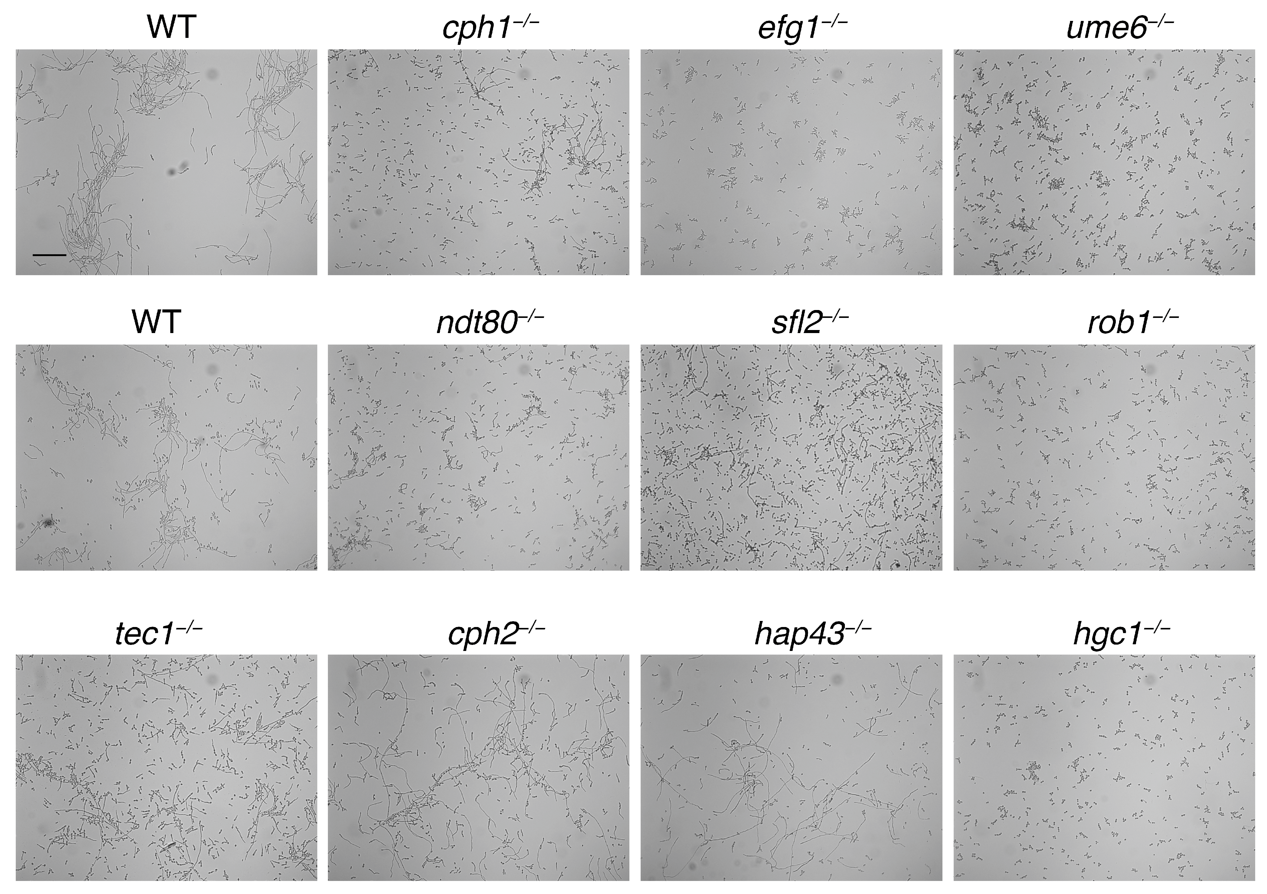 Jof 10 00083 g002 Jof 10 00083 g002