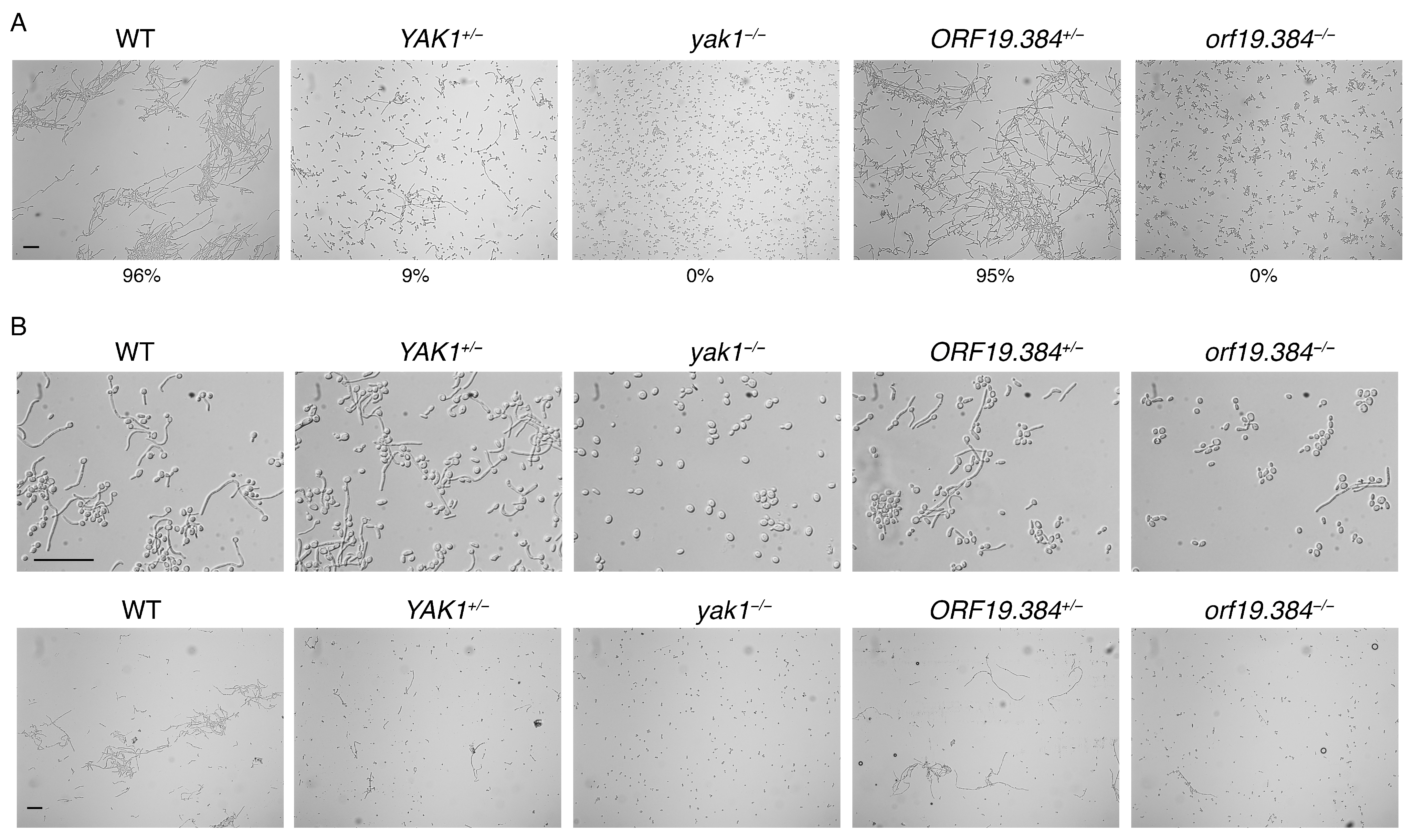 Jof 10 00083 g003 Jof 10 00083 g003