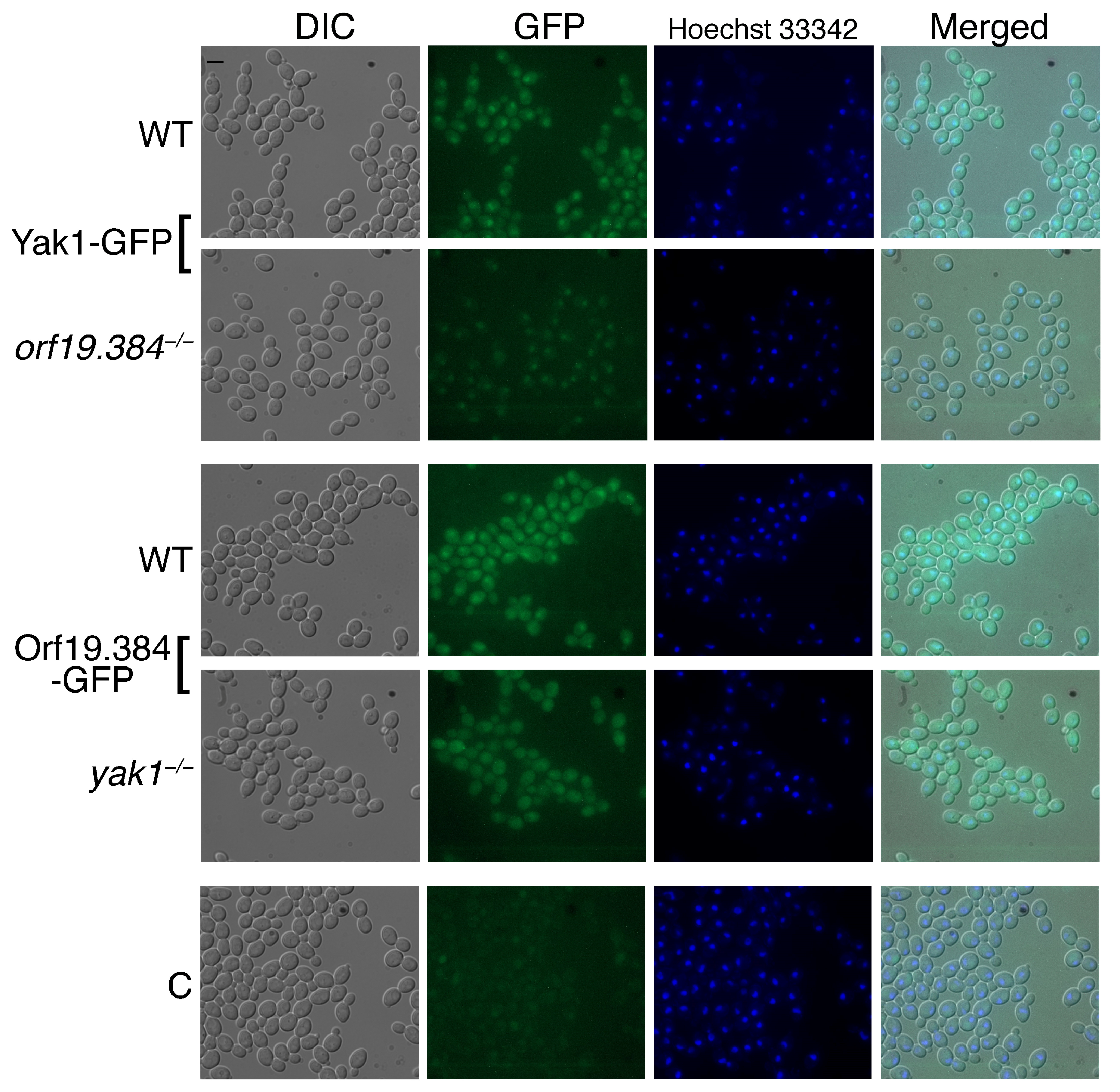 Jof 10 00083 g004 Jof 10 00083 g004