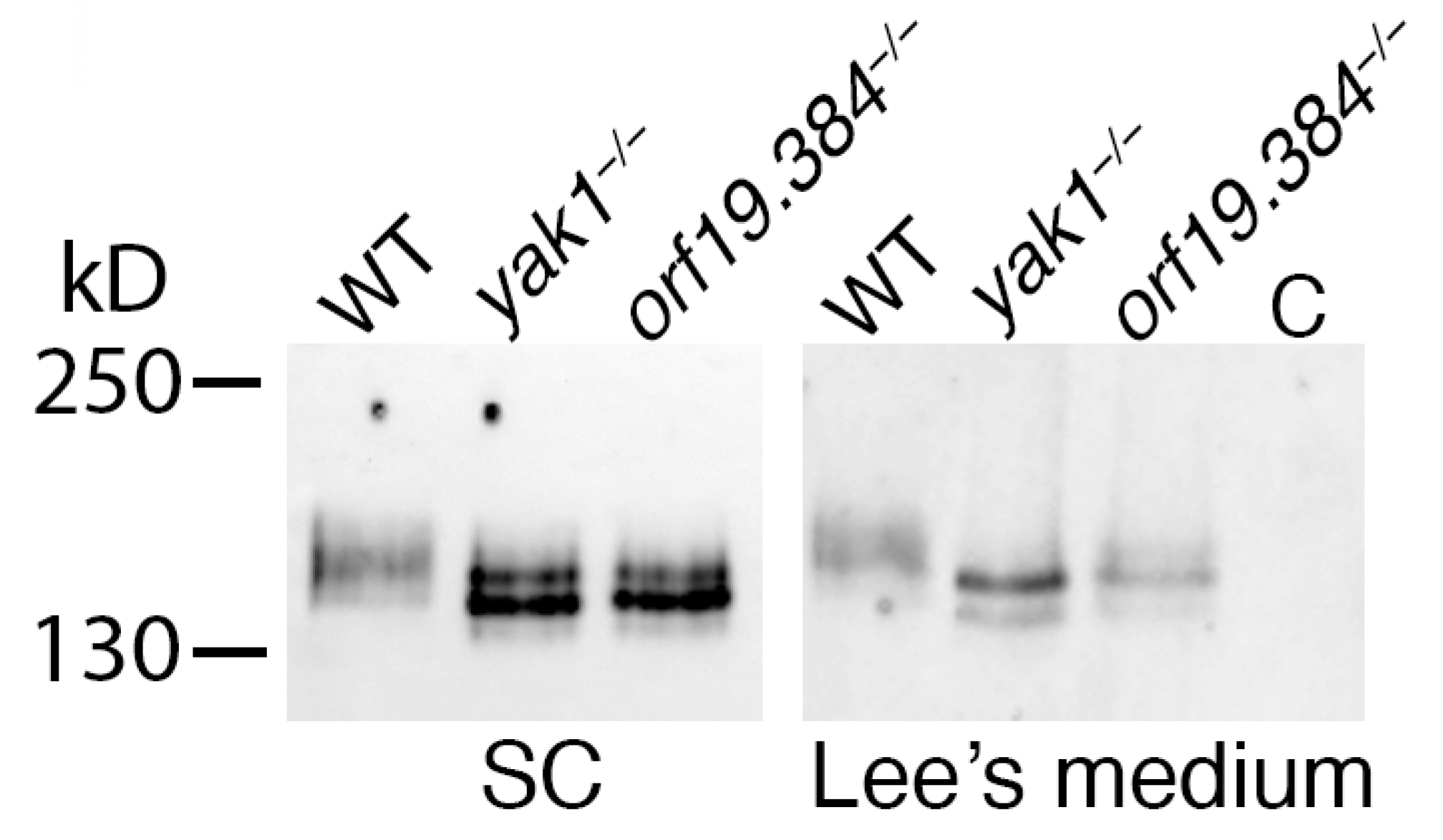 Jof 10 00083 g005 Jof 10 00083 g005