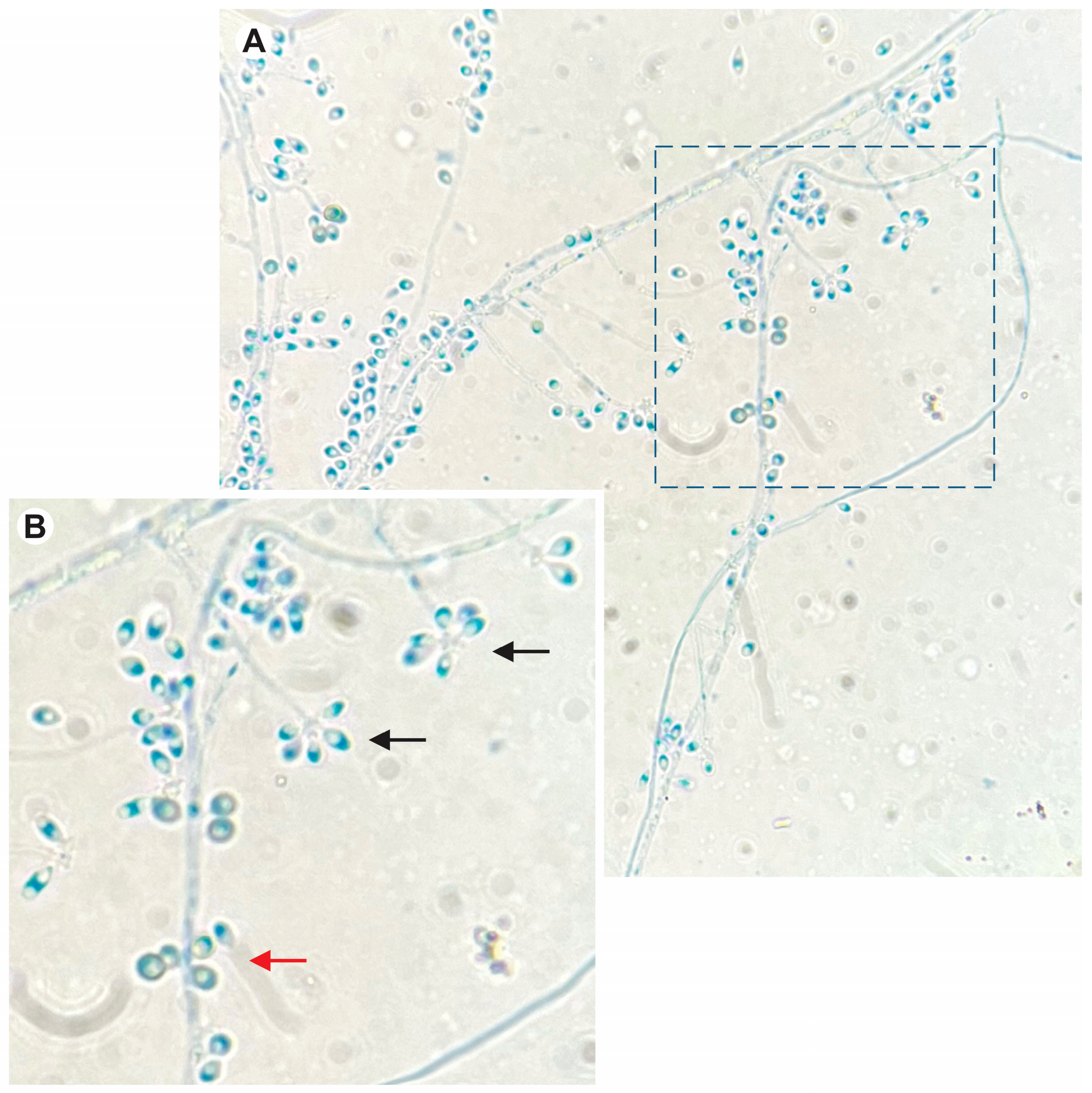 Jof 10 00101 g002 Jof 10 00101 g002