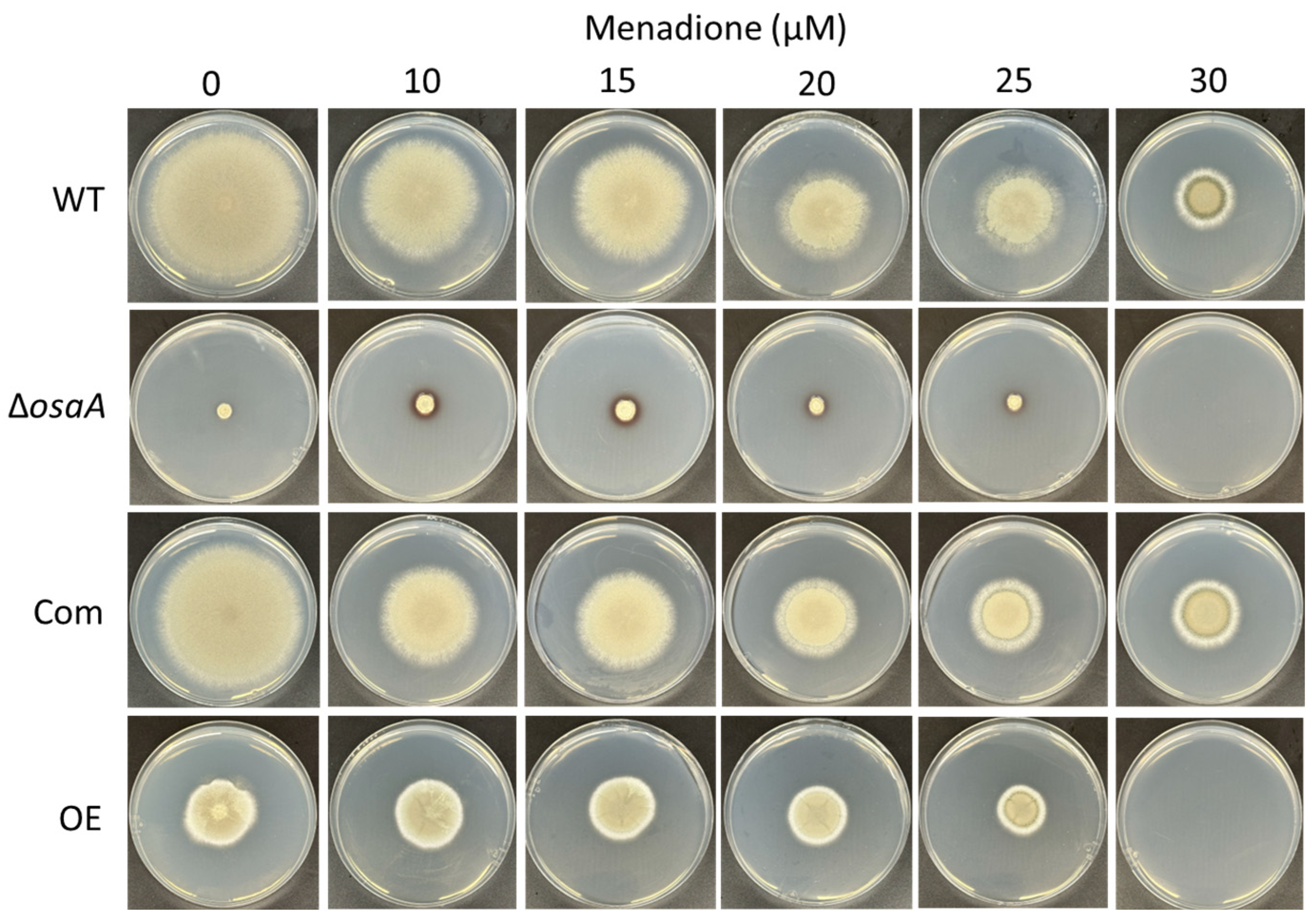 Jof 10 00103 g006 Jof 10 00103 g006
