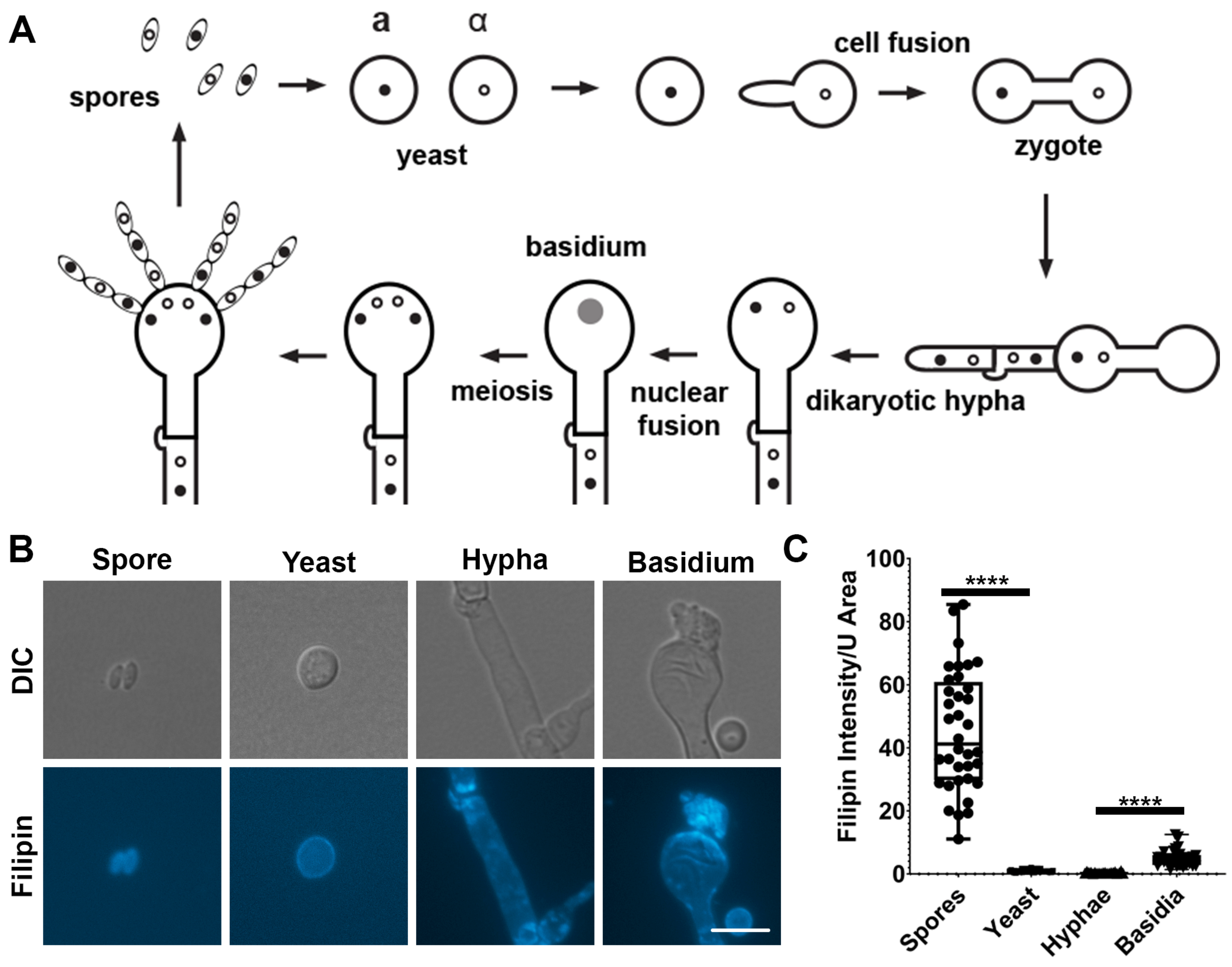Jof 10 00106 g001 Jof 10 00106 g001