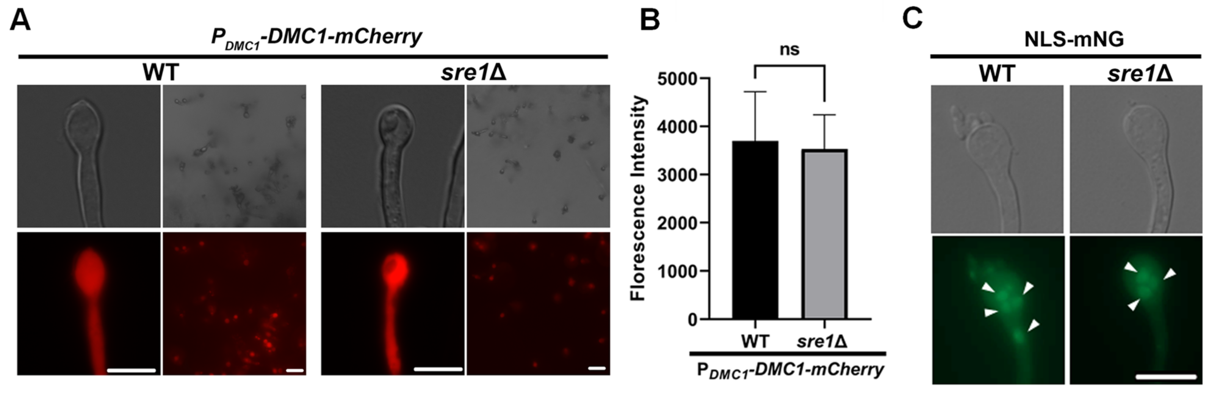 Jof 10 00106 g003 Jof 10 00106 g003
