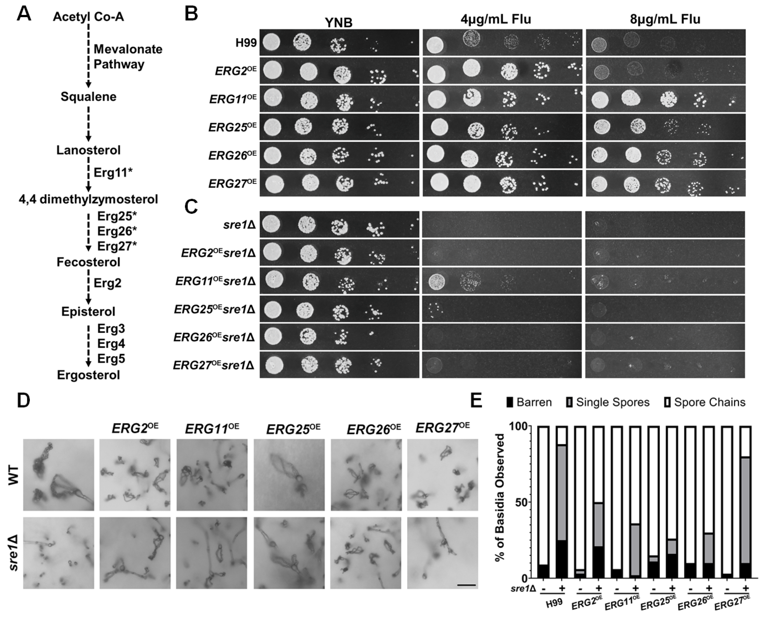 Jof 10 00106 g005 Jof 10 00106 g005