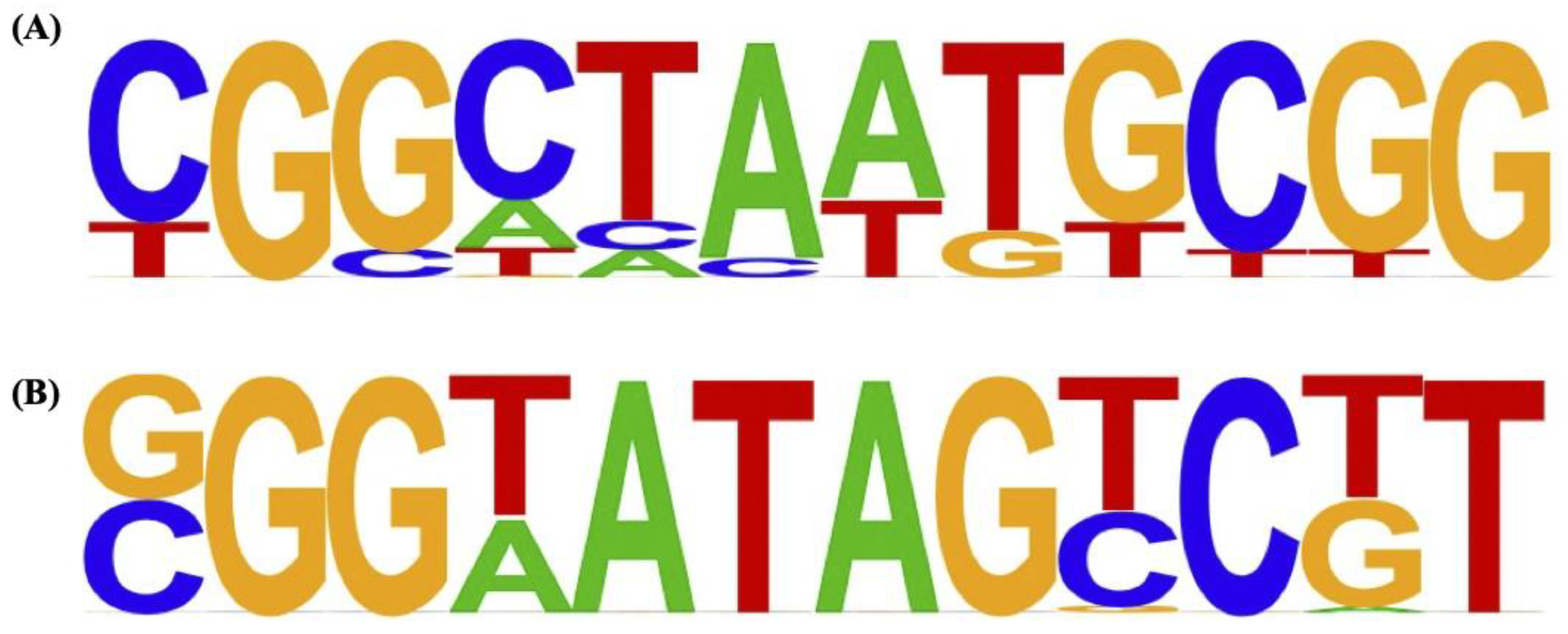 KOJR様 The Identification of a Target Gene of the Transcription