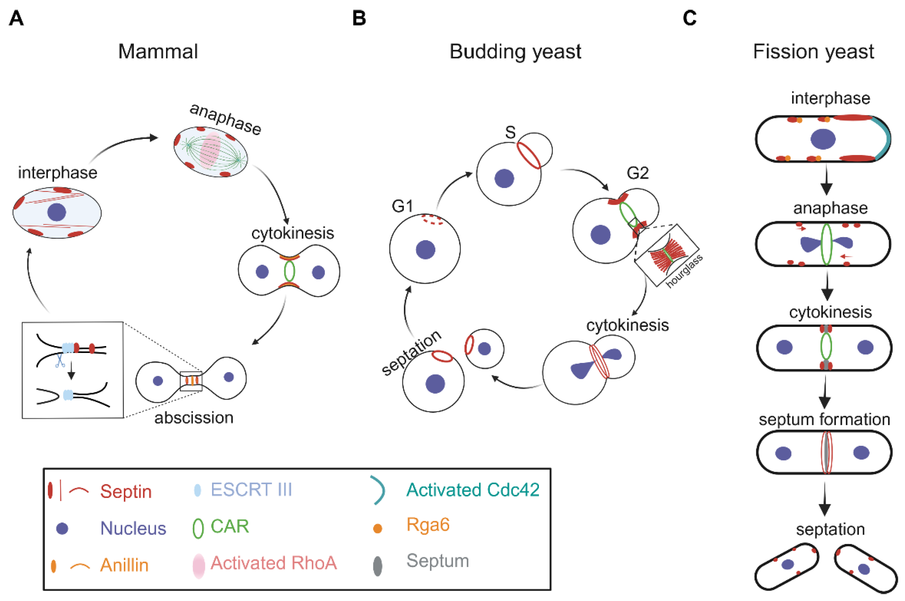 Jof 10 00115 g002 Jof 10 00115 g002