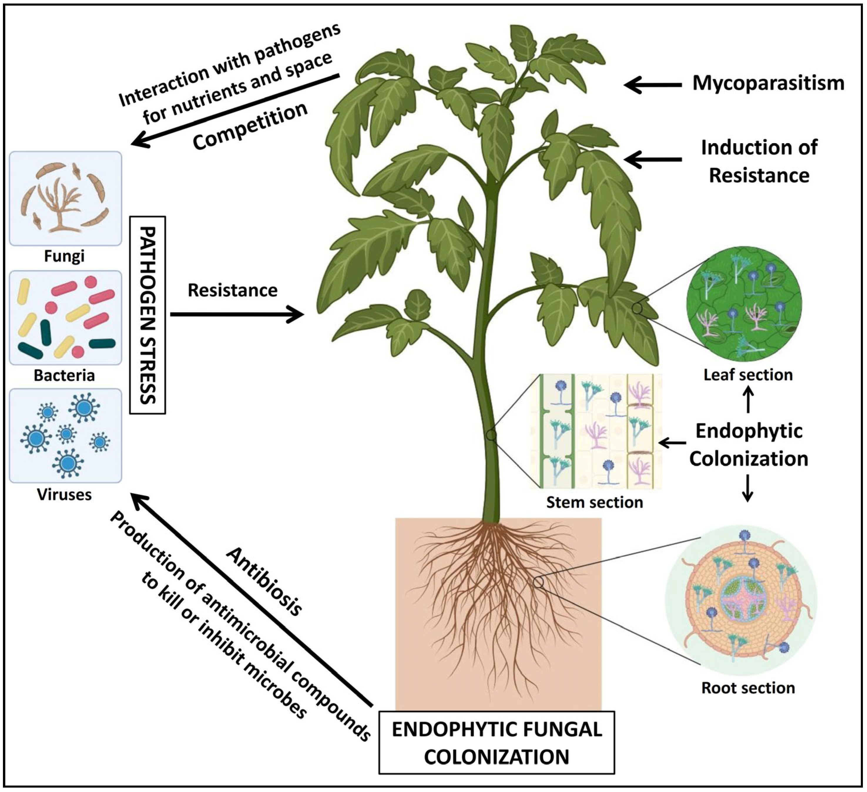 Jof 10 00116 g001 Jof 10 00116 g001