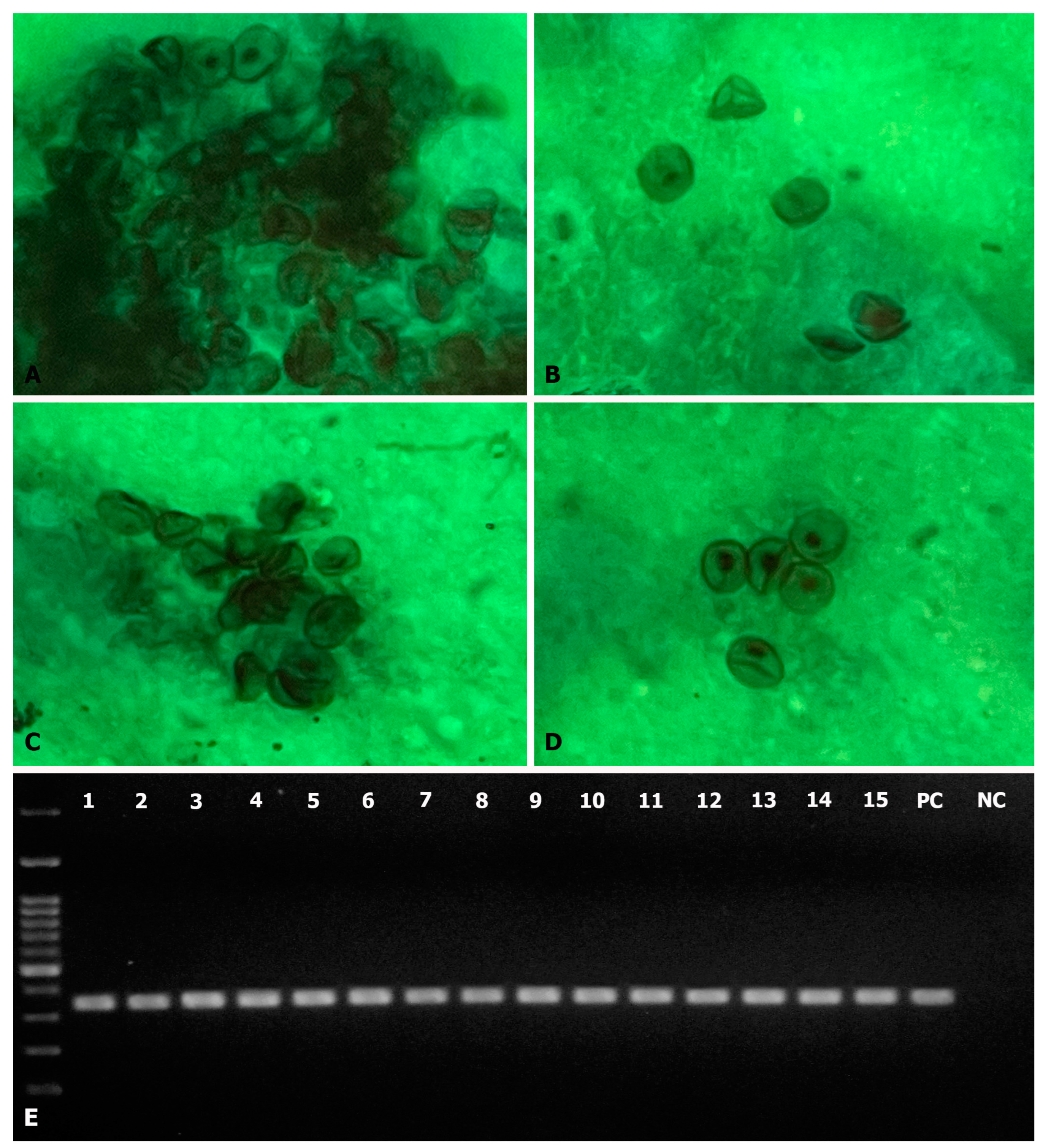 Jof 10 00117 g001 Jof 10 00117 g001