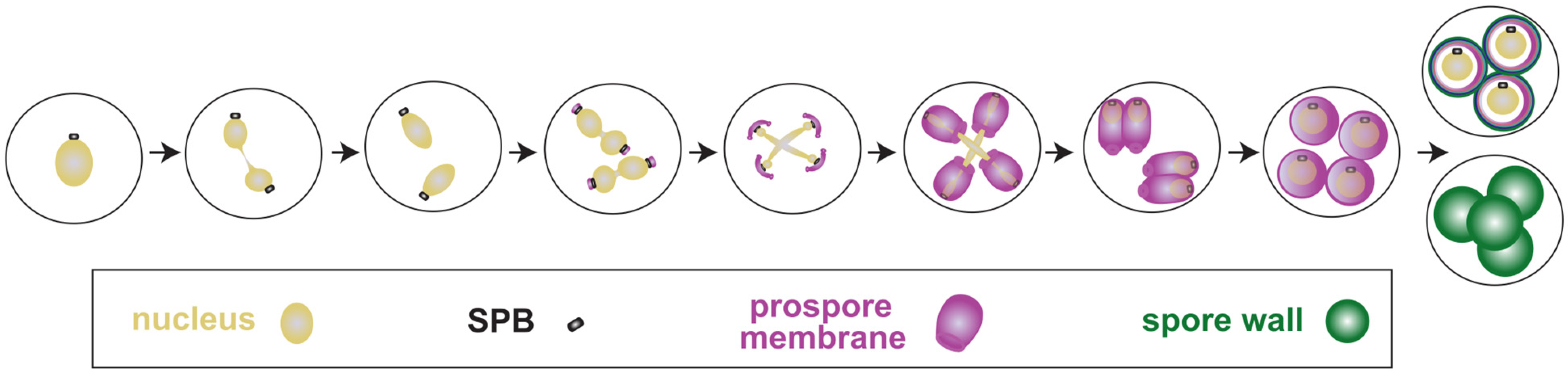 Meiotic Cytokinesis in Saccharomyces cerevisiae ... Biology Diagrams