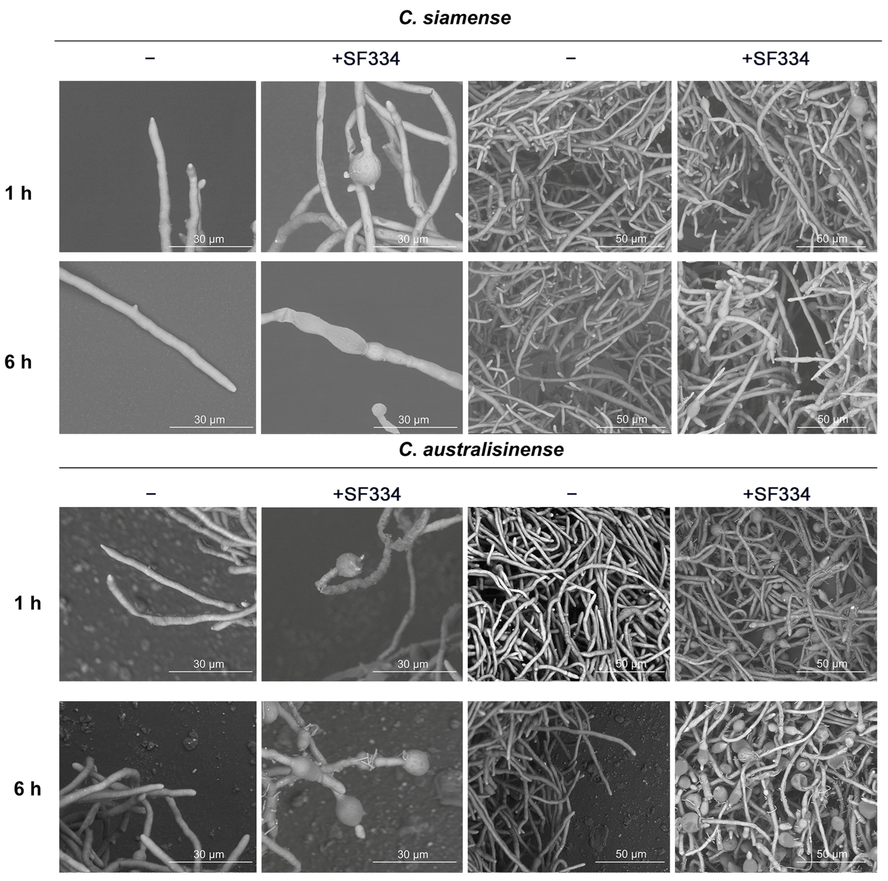 Jof 10 00158 g005 Jof 10 00158 g005