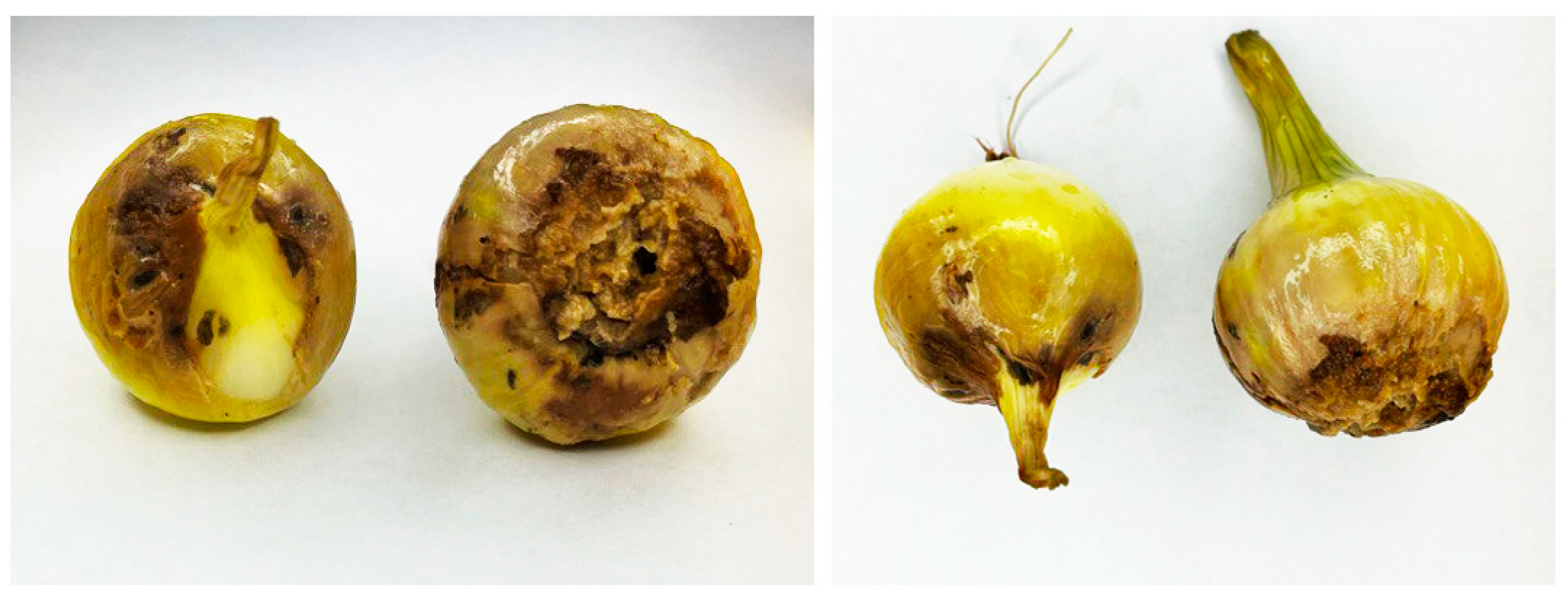 Jof 10 00161 g001 Jof 10 00161 g001