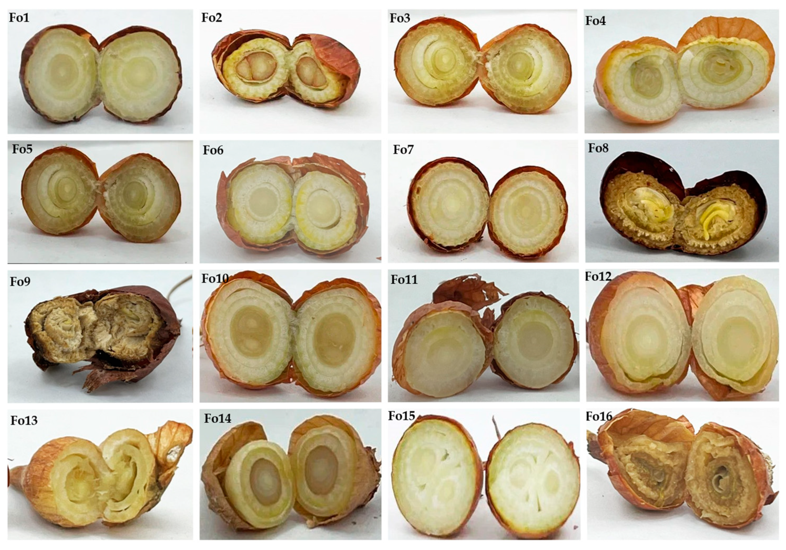 Jof 10 00161 g007 Jof 10 00161 g007