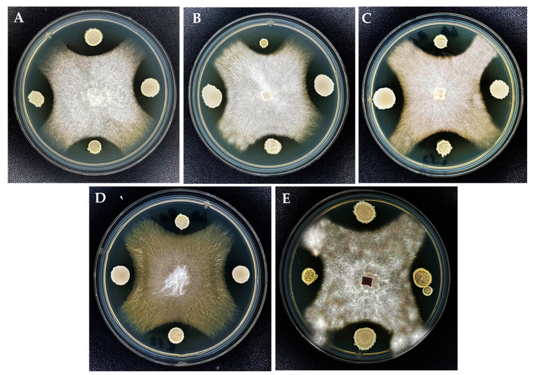 Jof 10 00161 g008 Jof 10 00161 g008