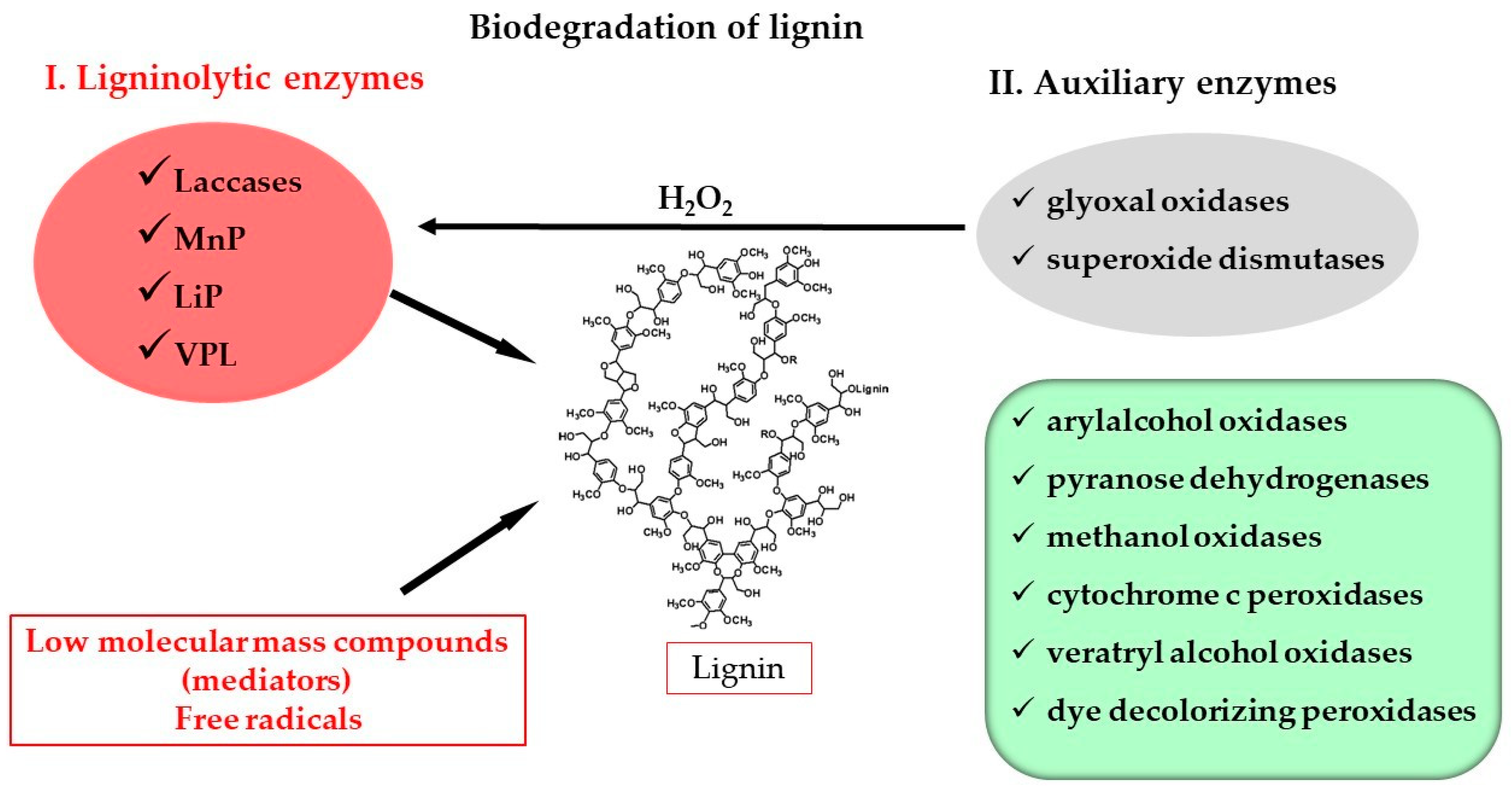 Jof 10 00167 g001 Jof 10 00167 g001