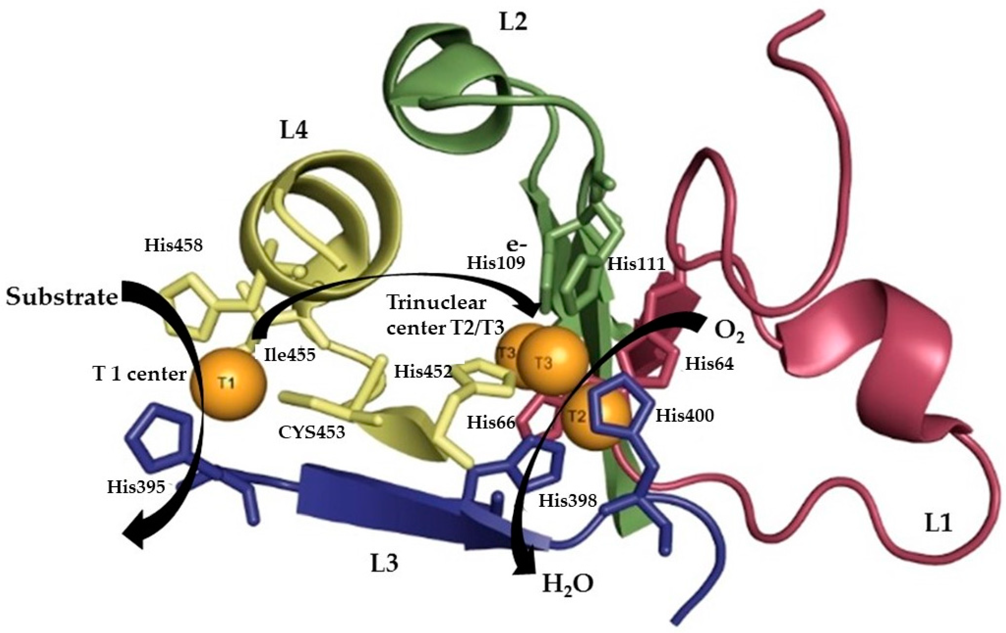 Jof 10 00167 g002 Jof 10 00167 g002