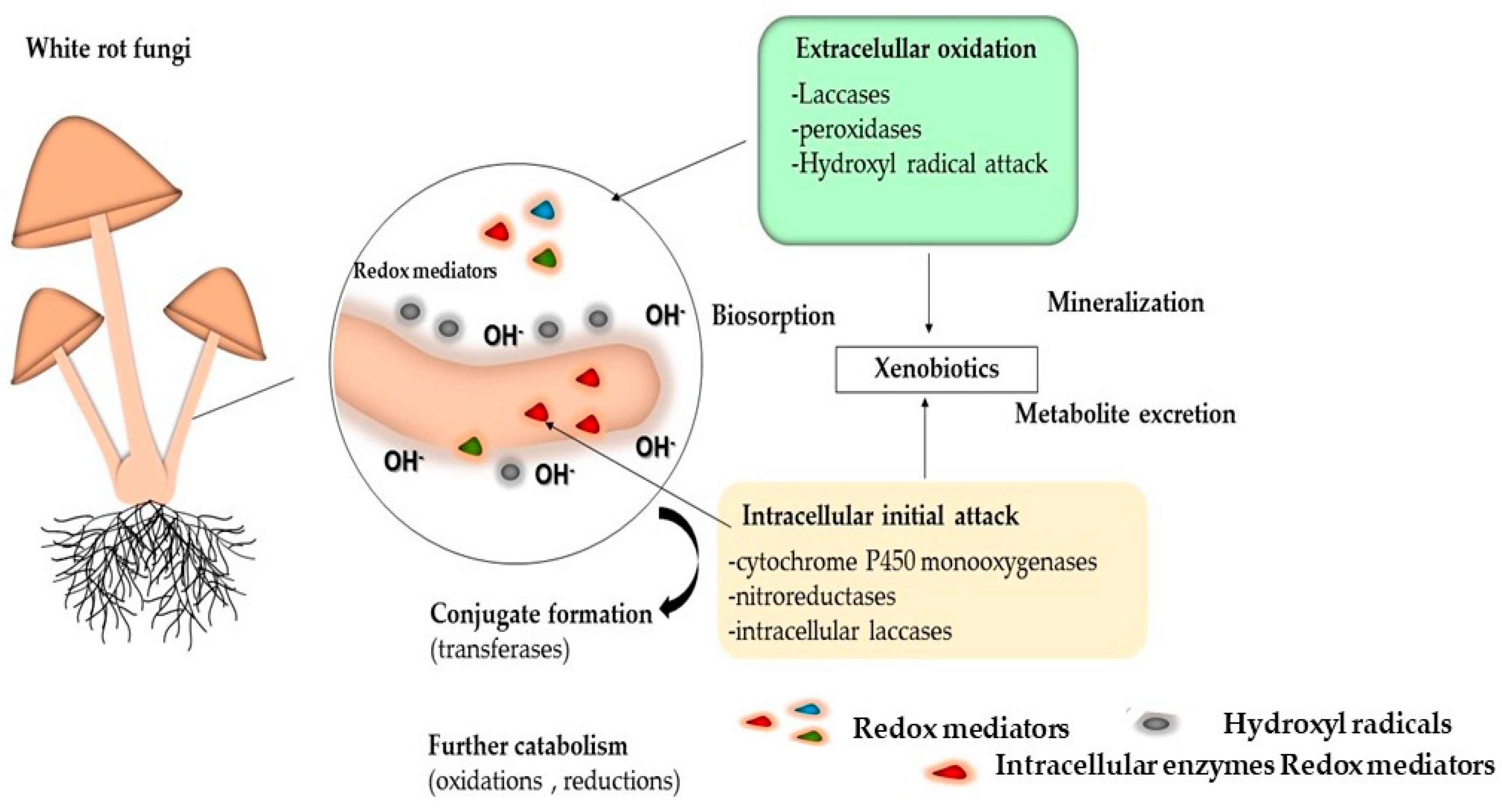 Jof 10 00167 g006 Jof 10 00167 g006