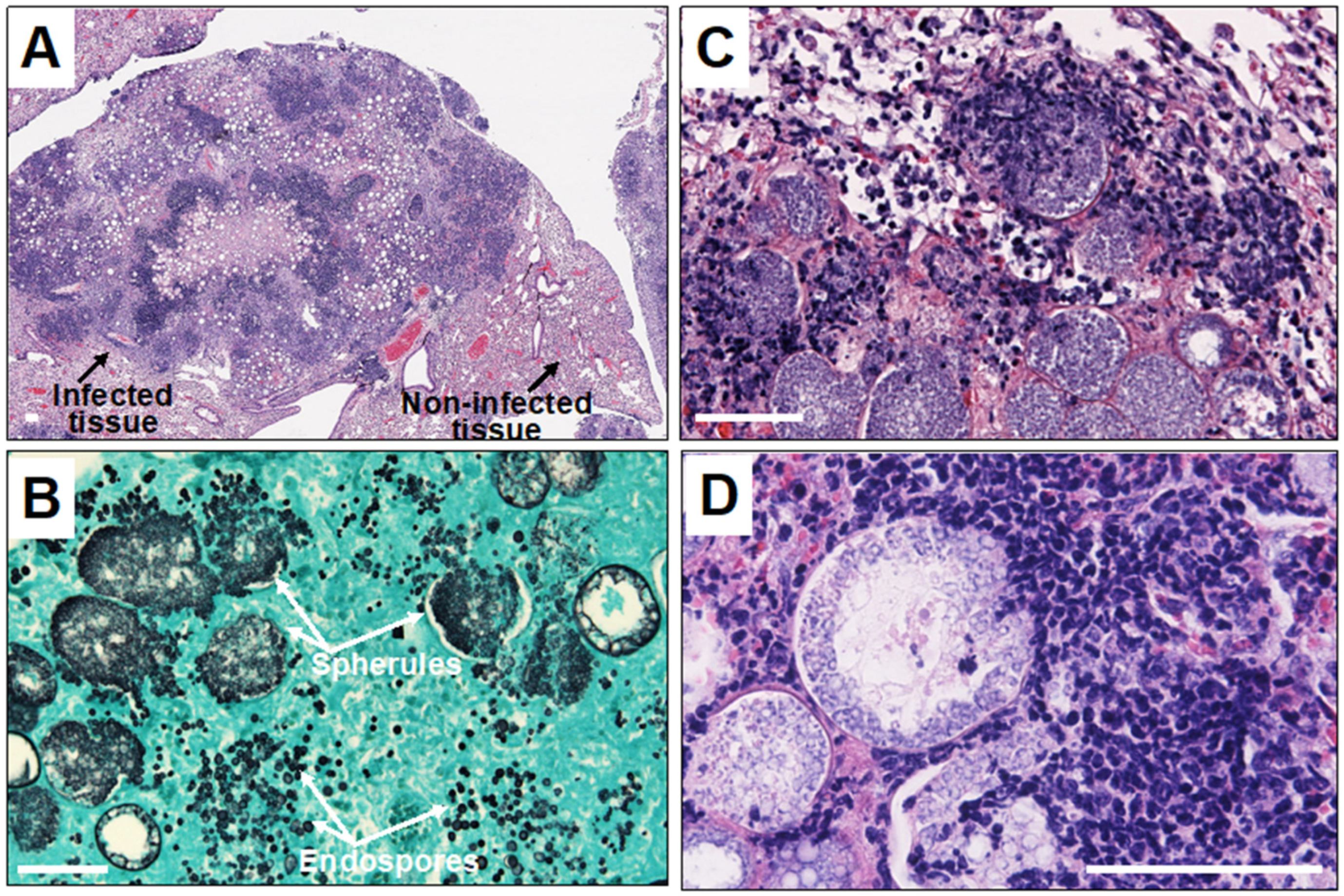Jof 10 00173 g001 Jof 10 00173 g001