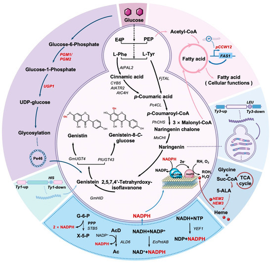 Systematic Engineering of Saccharomyces cerevisiae for the De Novo