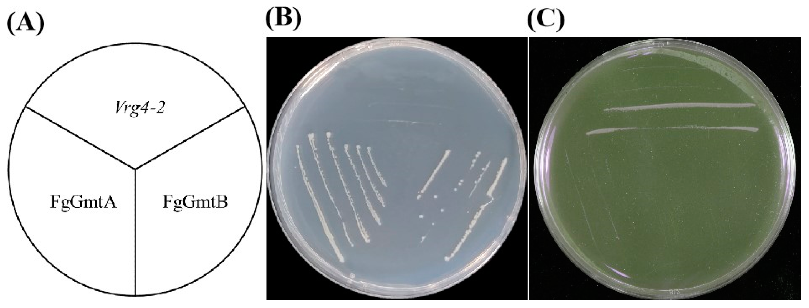 Jof 10 00208 g002 Jof 10 00208 g002