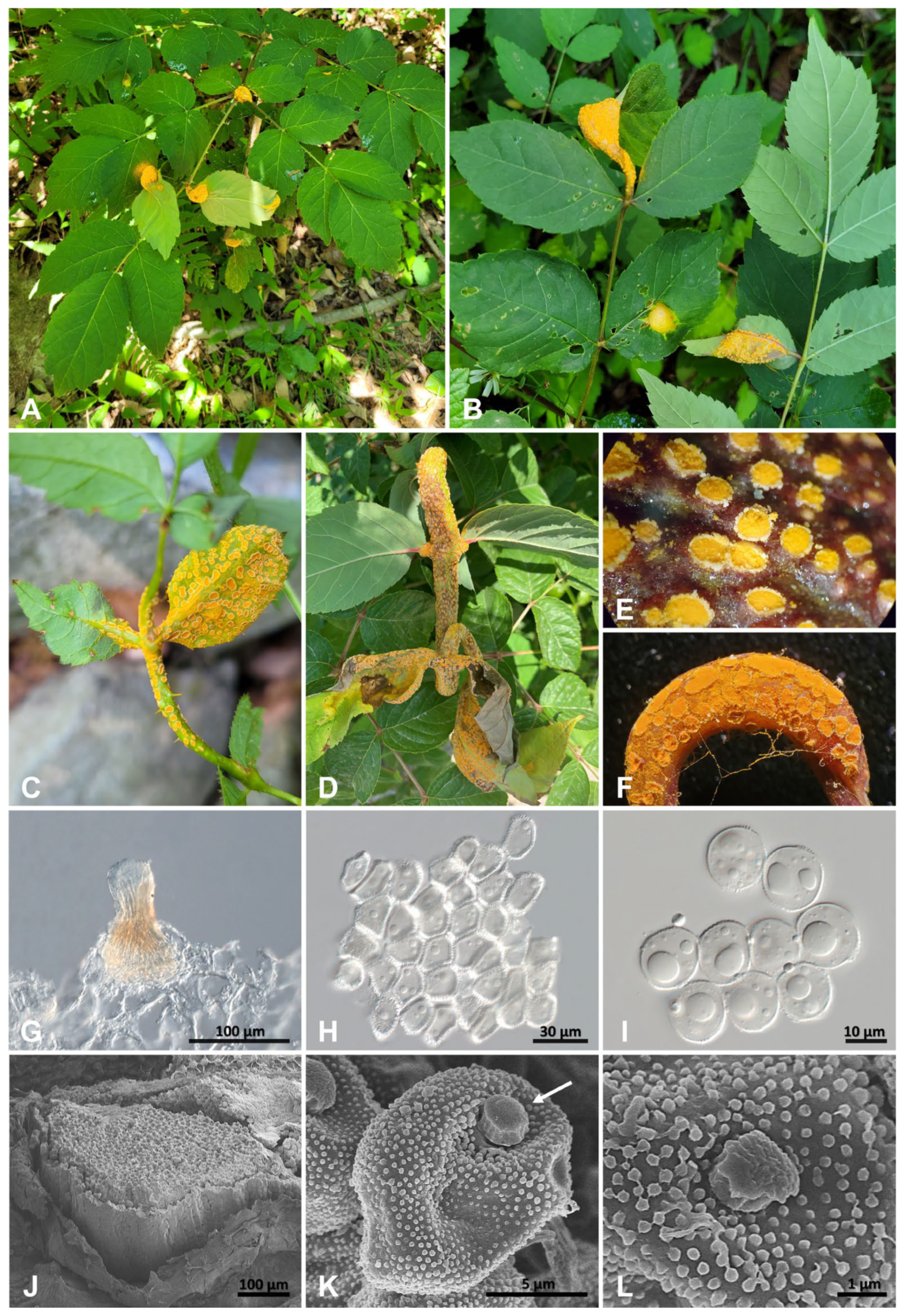 Jof 10 00239 g003 Jof 10 00239 g003